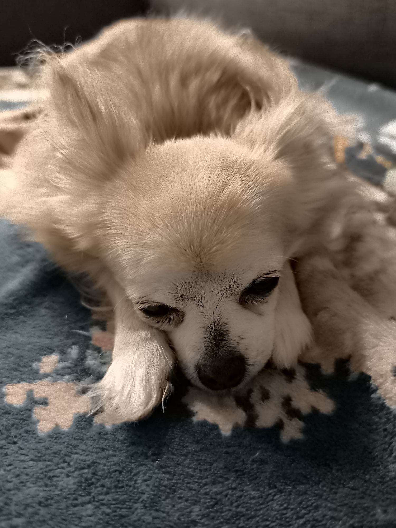 A small, light-furred canine, likely a Pomeranian, is depicted resting on a textured blue blanket with an irregular light-colored pattern. The dog's long, cream-colored fur is visible, with lighter fur present around its muzzle and paws. Its eyes are closed, and a dark nose is partially visible at the lower center of its face. The canine's head is lowered, appearing to rest on its forepaws. The background is out of focus and dark, indicating an indoor setting. This scene is located in the city of Dercekliai, Lithuania.