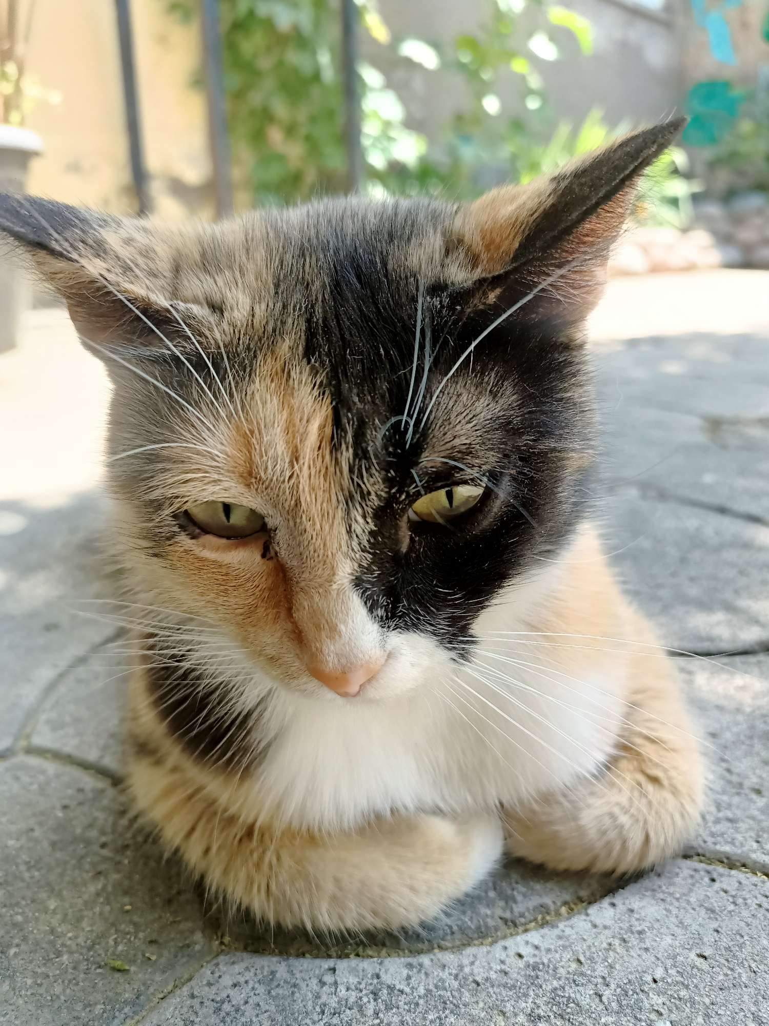 A calico cat with a split black and tan face is lying down on a gray paved surface outdoors. The cat's eyes are partially closed and appear to be a yellowish-green color. The background is blurred, showing some green foliage and a light-colored wall, suggesting an outdoor setting like a garden or courtyard. The overall lighting indicates it is daytime, with sunlight casting shadows. The location in Almaty, Kazakhstan is not discernible from the image.