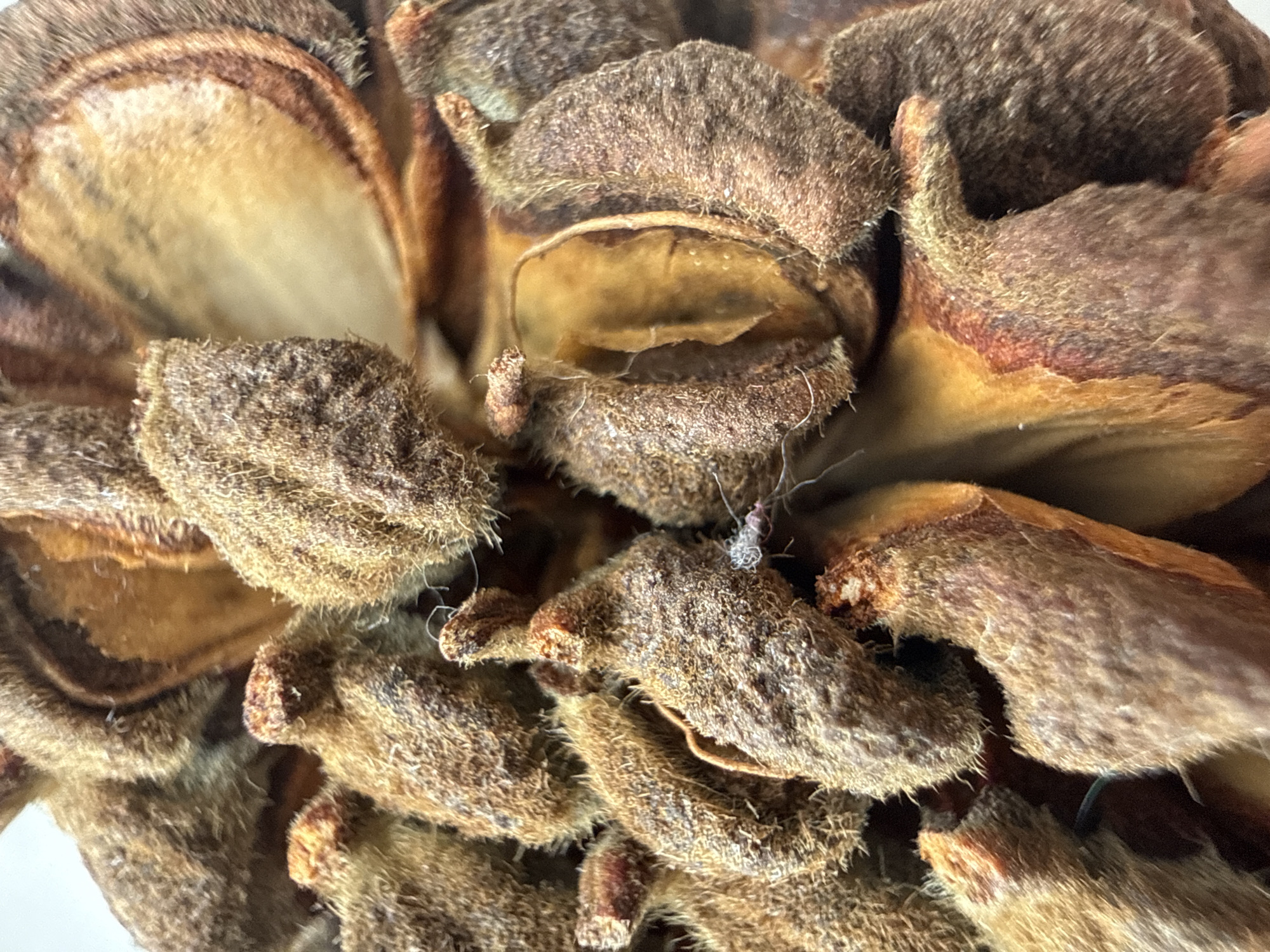 The image is a macro photograph of a dried magnolia seed pod, with a focus on its textured, woody surface and the open carpels revealing parts of the seed. The color palette consists of various shades of brown, tan, and burnt orange. The texture is rough and fuzzy due to the presence of fine hairs covering the pod's exterior. The lighting appears to be natural, highlighting the intricate details of the dried botanical specimen. The scene is a close-up view, devoid of any background elements that would indicate a specific location, and there are no people or animals present. The context suggests a still-life arrangement or a detailed study of natural elements. The image is not set in Moscow, Russia, or any identifiable urban environment.