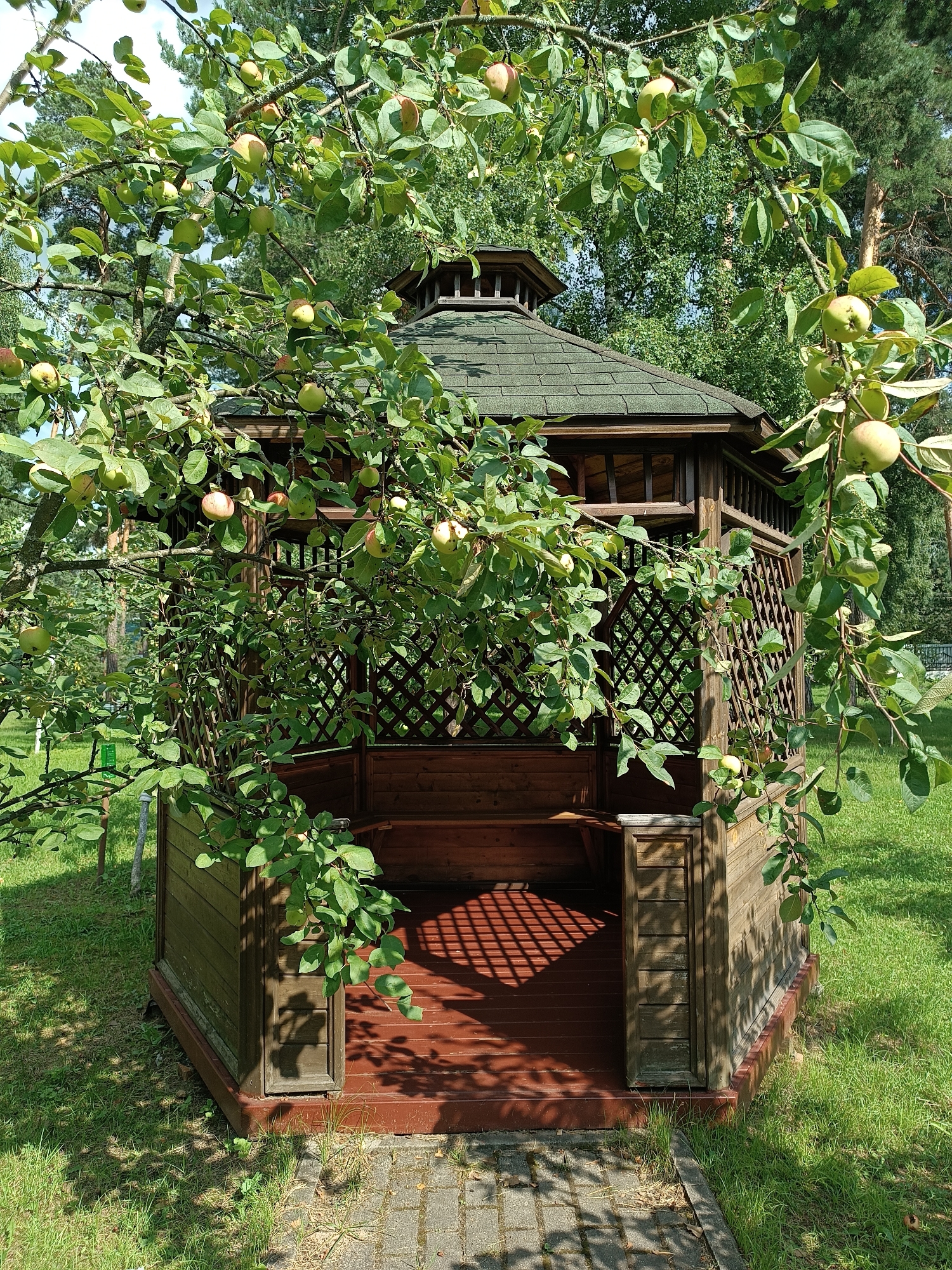 The image depicts a wooden gazebo in the city of Bykovo, Russia, set within a lush green grassy area. The gazebo has a multi-sided roof covered with dark green shingles and a wooden lattice pattern on its sides. The floor of the gazebo is a reddish-brown wood, with a patterned shadow cast upon it from the lattice. An apple tree with ripe green and reddish apples on its branches heavily overhangs the gazebo, partially obscuring the structure and creating dappled sunlight. The background consists of more trees, including pine trees, and a clear blue sky. The overall scene conveys a serene, summery atmosphere.