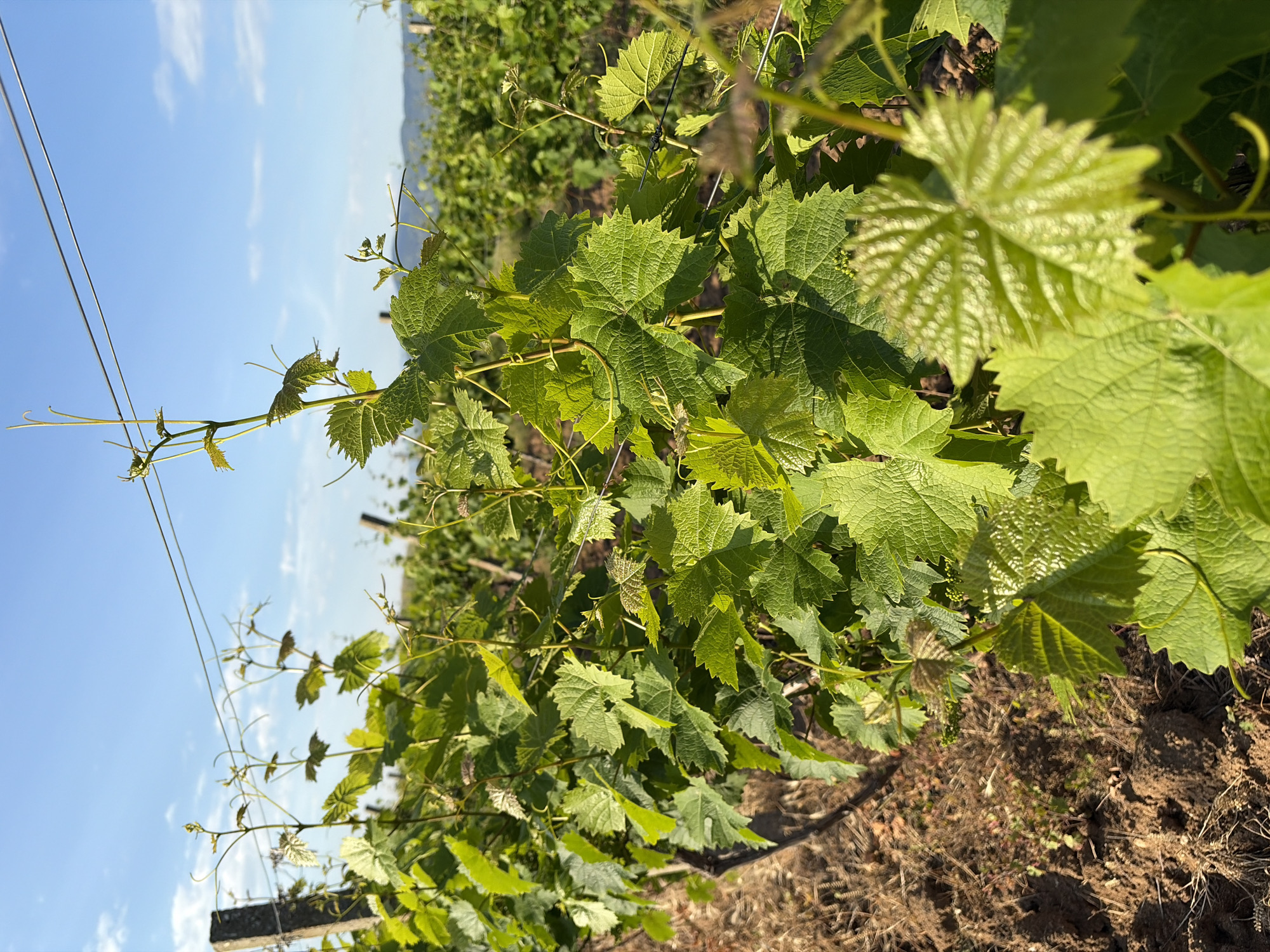 The image depicts a vineyard in an unknown city. The foreground features grapevines with lush green leaves. In the background, more rows of grapevines extend into the distance, reaching the base of a mountain or hill. The sky is visible in the upper left corner, displaying a clear blue color with some scattered clouds. Metal wires are strung across the top of the grapevines for support. The soil is visible between the rows of vines, revealing a reddish-brown hue.