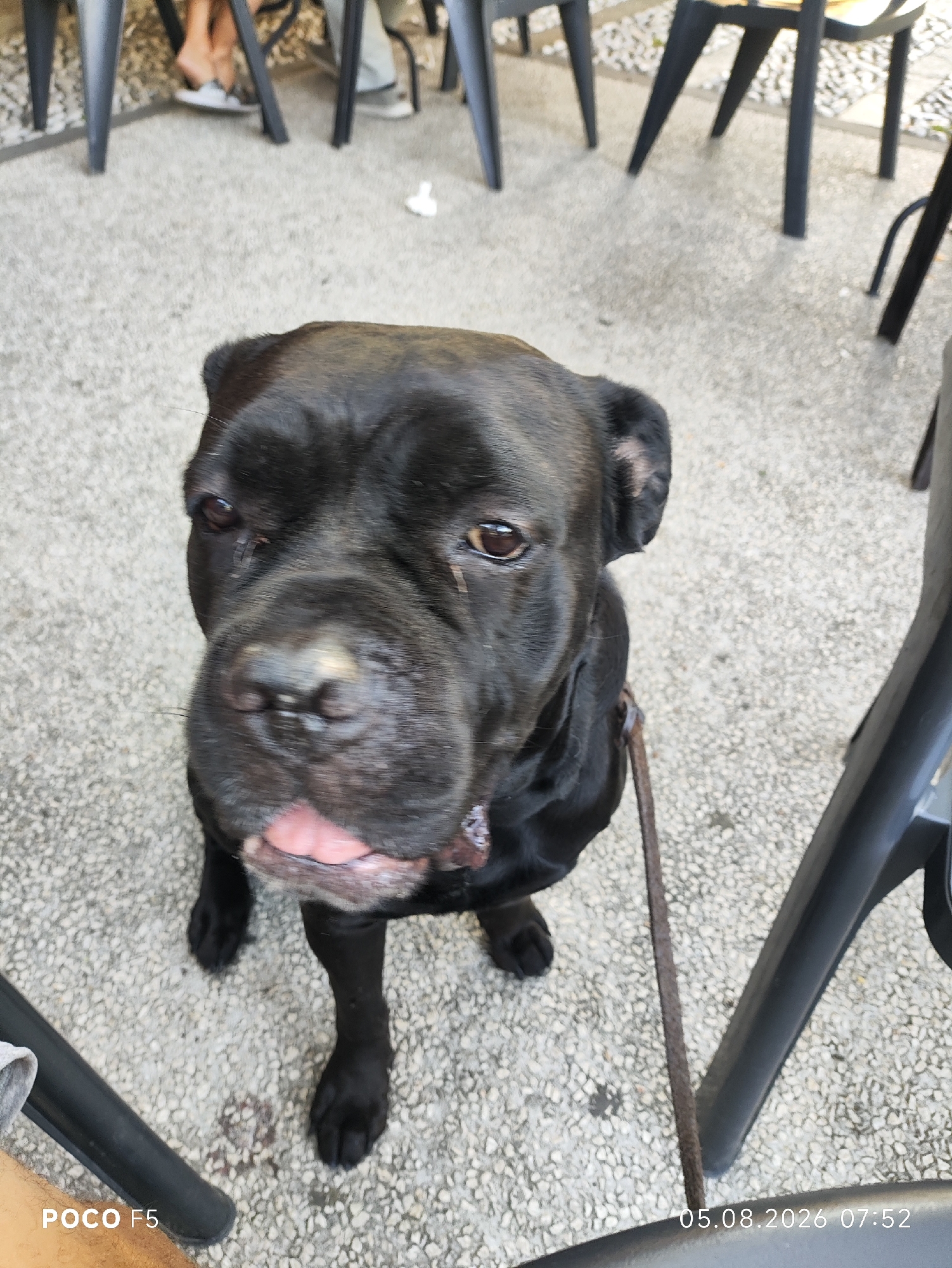 A black dog with a wrinkled face and a visible tongue is sitting on a pebble-covered ground. The dog is wearing a leash. In the background, people's legs are visible, and dark chairs with metal legs are present. The scene appears to be outdoors, possibly in a cafe or public area in Collecchio, Italy. A timestamp "05.08.2026 07:52" is visible in the lower right corner of the image, along with "POCO F5" in the lower left corner.