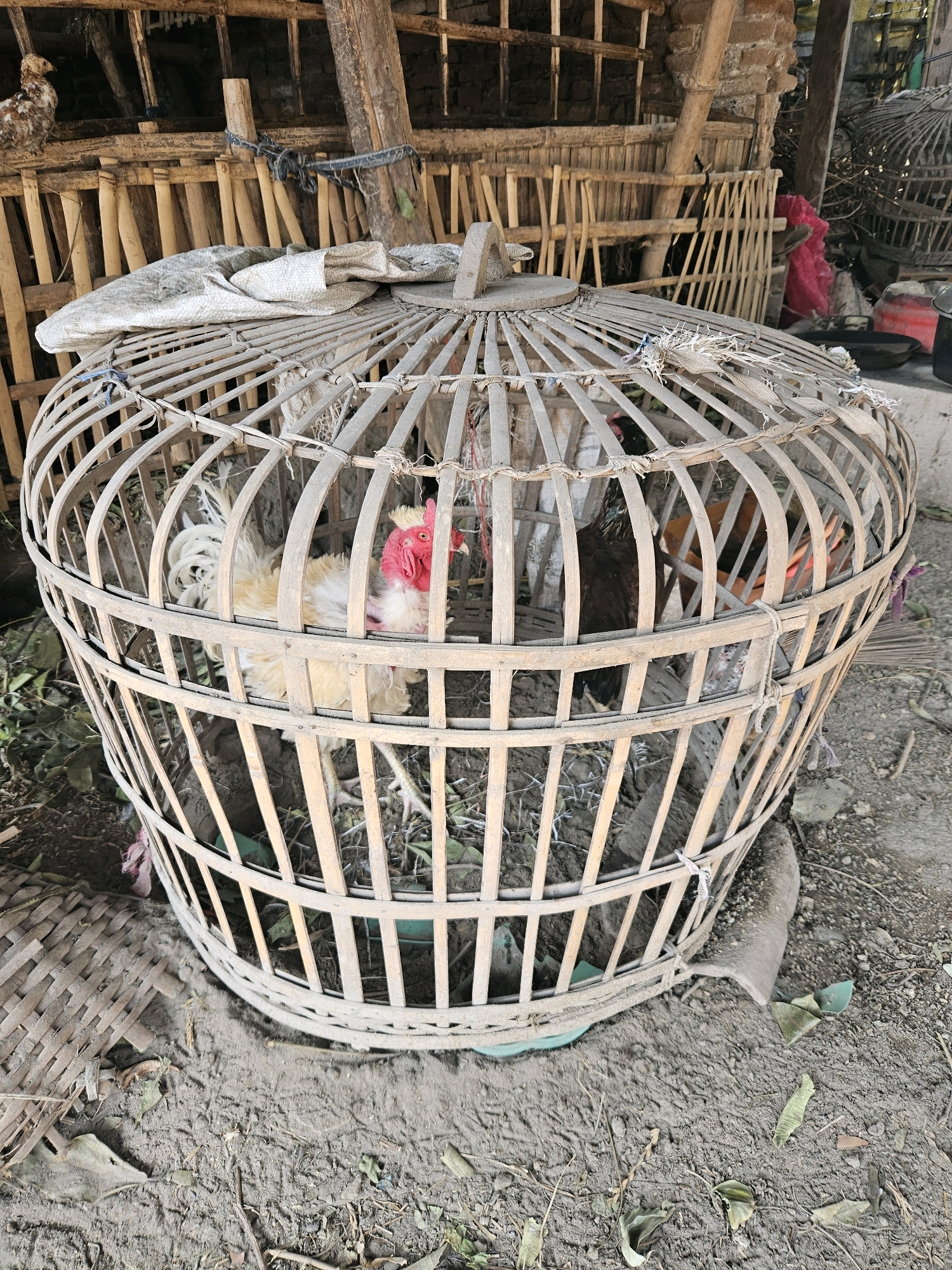 A chicken is enclosed in a round, bamboo cage. The cage is open at the top and has a handle. The chicken is light-colored with a red comb and wattle. It is standing on the ground inside the cage. The ground is dirt and covered with dry leaves and debris. The cage is placed in an outdoor area, possibly a farm or rural setting, with a wooden structure in the background. The overall scene appears to be in Kampungbaru, Indonesia.