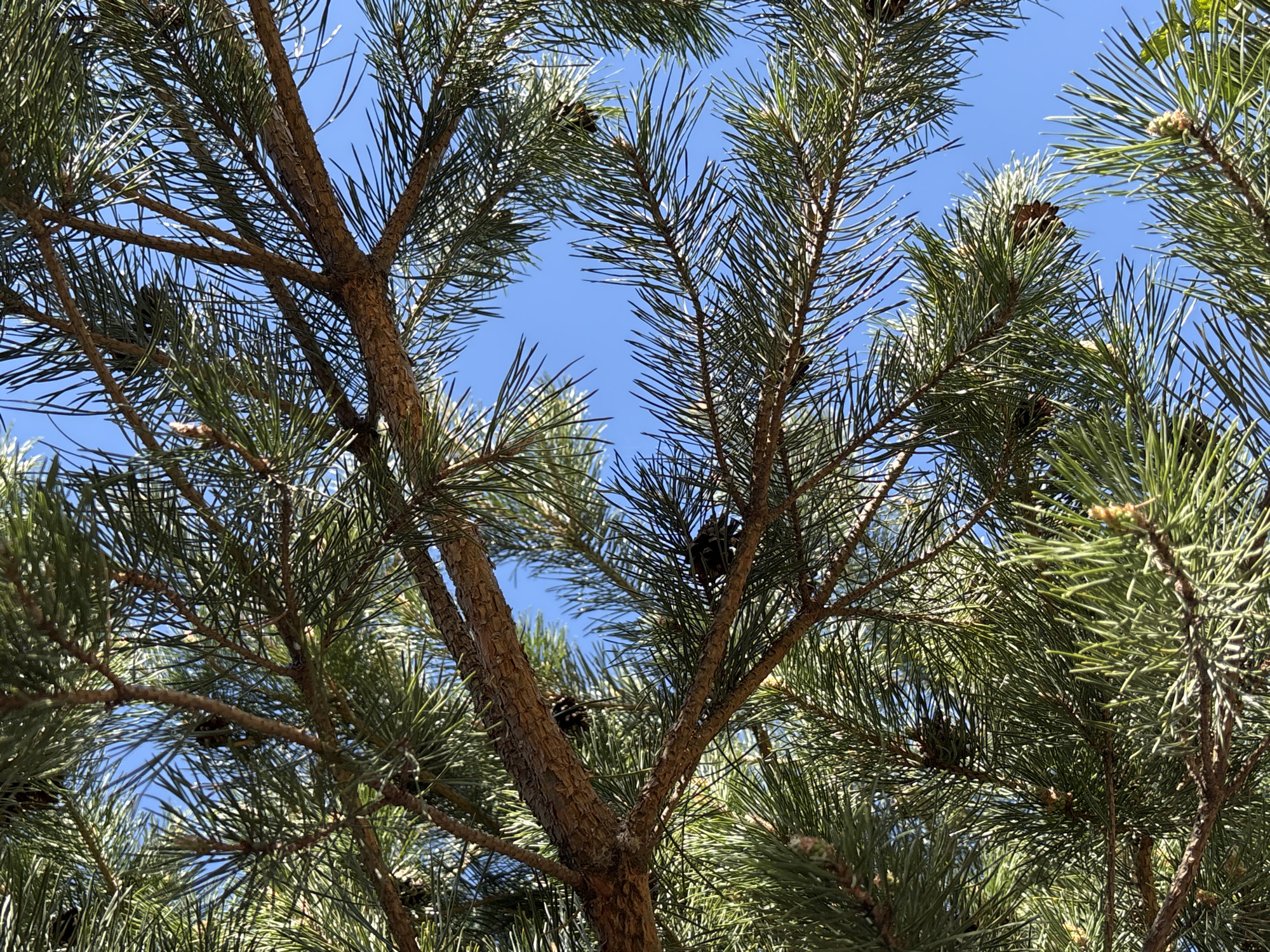 The image depicts the foliage and branches of a pine tree against a clear blue sky. Several pine cones are visible among the needles. The location is specified as Prikamskii, Russia, but there are no elements in the image to confirm that location.
