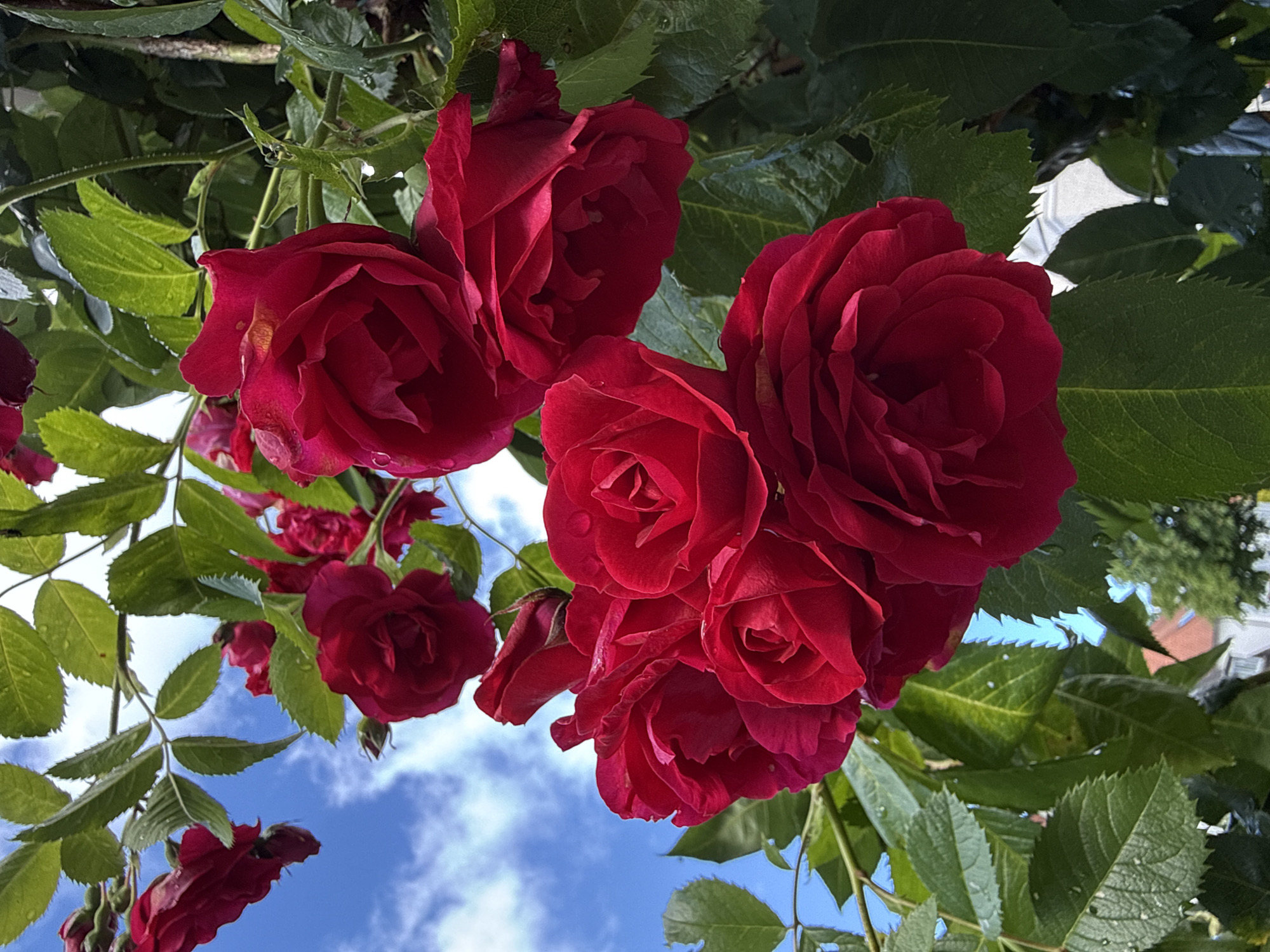 A cluster of vibrant red roses is in full bloom, some with dew drops on their petals. The roses are growing on a vine, with lush green leaves surrounding them. In the background, a bright blue sky with fluffy white clouds is visible. The scene appears to be outdoors, likely in a garden or park. Given the style of housing in the lower background, this could be a residential area. The image does not show any people or actions.
