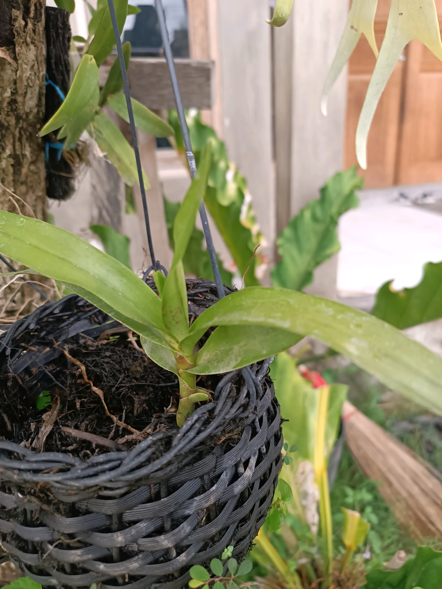 A close-up, eye-level shot captures an orchid plant in a black woven basket. The plant has broad, green leaves and is rooted in dark, fibrous soil. The basket hangs from a string, partially obscuring the rough bark of a tree trunk to its left. In the background, out-of-focus elements suggest an outdoor setting: large green leaves, a wooden structure, and what appears to be a building facade. A broom leans against a yellow plant in the middle ground, hinting at a residential or garden environment in Tabanan, Indonesia.