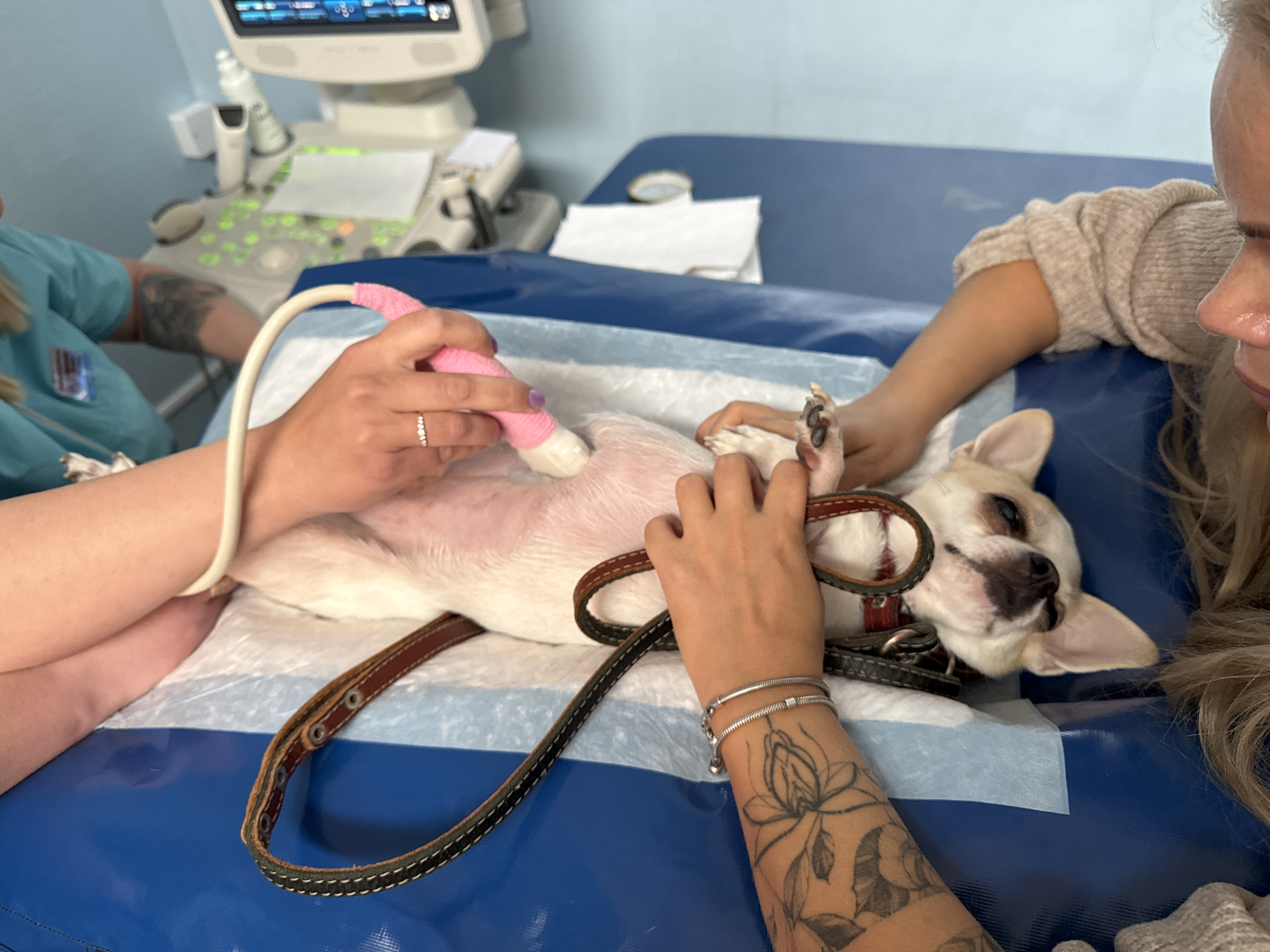 A small, light-colored dog, possibly a Chihuahua, is positioned on its back on a blue examination table covered by a white disposable pad. Its abdomen is exposed for a veterinary ultrasound procedure. A person on the left, wearing light blue scrubs, operates the ultrasound probe, which is wrapped in pink material, against the dog's belly. A ring is visible on this person's left hand, and a floral tattoo is on their forearm.
On the right, another individual, likely the dog's owner or an assistant, gently holds and comforts the dog. This person, with blonde hair, wears a light-colored long-sleeved top and also has a visible floral tattoo on their forearm and a silver bracelet on their wrist. The dog's brown leather collar and leash are partially visible, held by the second person. The dog appears calm, with its eyes partially closed.
In the background, an ultrasound machine with a screen displaying images and various controls is visible, confirming the setting as a veterinary clinic or hospital examination room. The focus is on the medical procedure being performed on the pet. No visible text is clearly discernible.