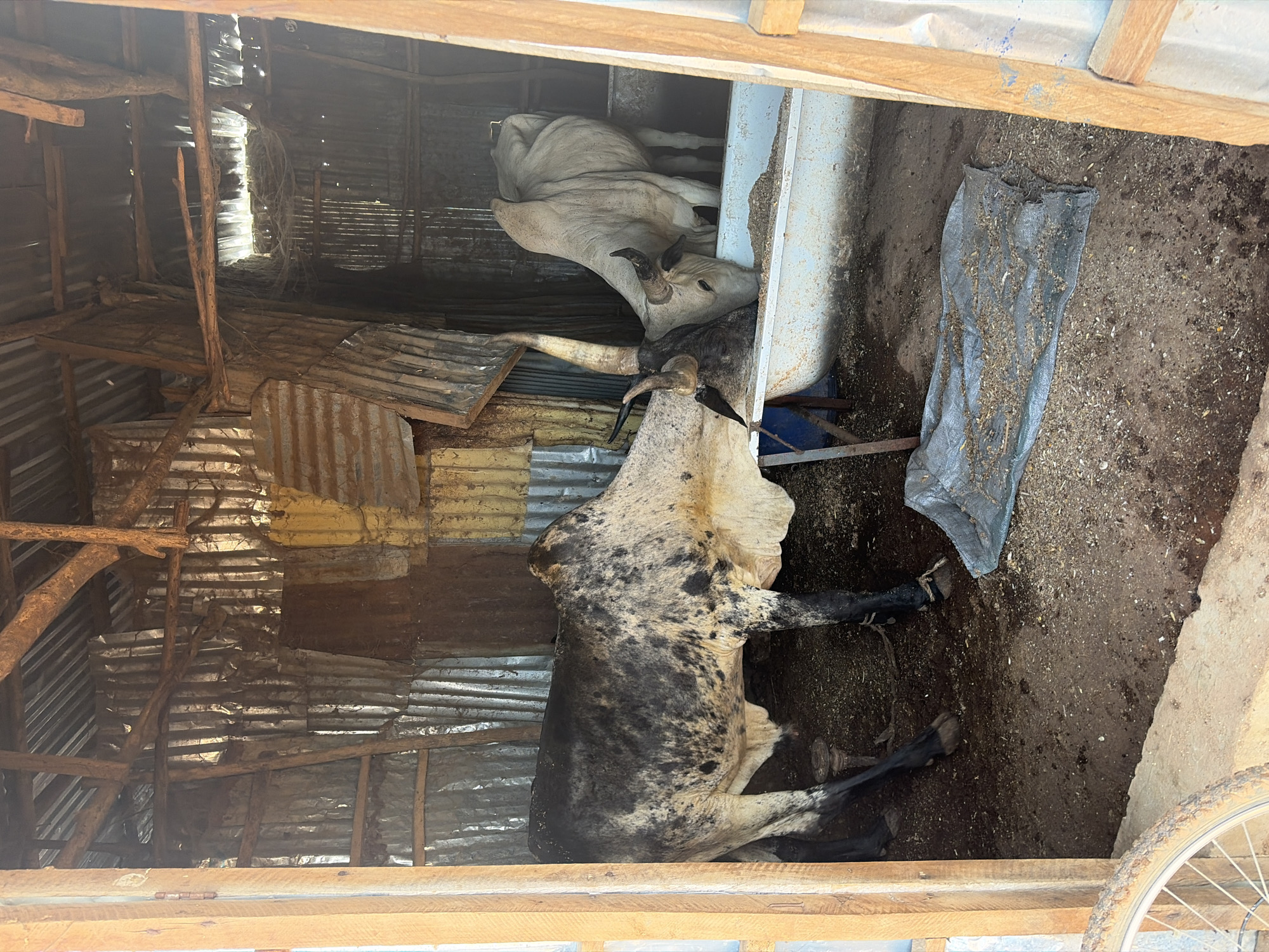 The image depicts two cows inside a partially enclosed structure in Bukuru, Nigeria. The structure appears to be a shed or barn made of corrugated metal sheets and wooden beams. One cow is light-colored, and the other is primarily white with black spots. The spotted cow is lying down. A gray tarp is on the ground next to a trough. A bicycle wheel is visible in the foreground. The ground is dirt and appears to be covered in some debris.
