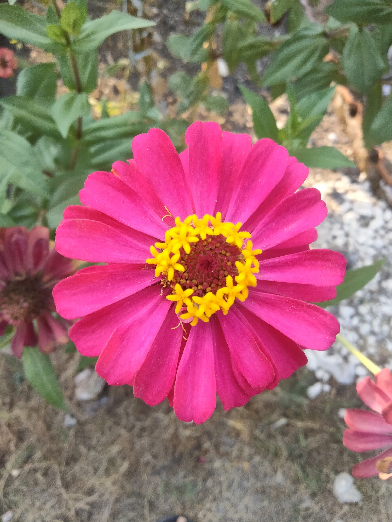 A close-up shot focuses on a vibrant pink zinnia flower in the foreground. The flower's petals are a rich magenta hue, with delicate serrations along their edges. At the center, a cluster of bright yellow stamen forms a starburst pattern, surrounded by darker reddish-brown florets. The flower is positioned slightly to the right of the frame.
In the background, to the left, another zinnia of a similar pinkish-red color is visible but out of focus. Green leaves of various sizes and shapes fill the upper background, some appearing lighter and more delicate, others darker and more substantial. The ground beneath the flowers is a textured mixture of dry, brown grass and small, light-colored pebbles or gravel, suggesting an outdoor environment, possibly a garden or park. The overall lighting suggests it is daytime, with natural light illuminating the scene. The image appears to be taken in Merakurak, Indonesia, an area known for its natural beauty and agricultural landscapes.
