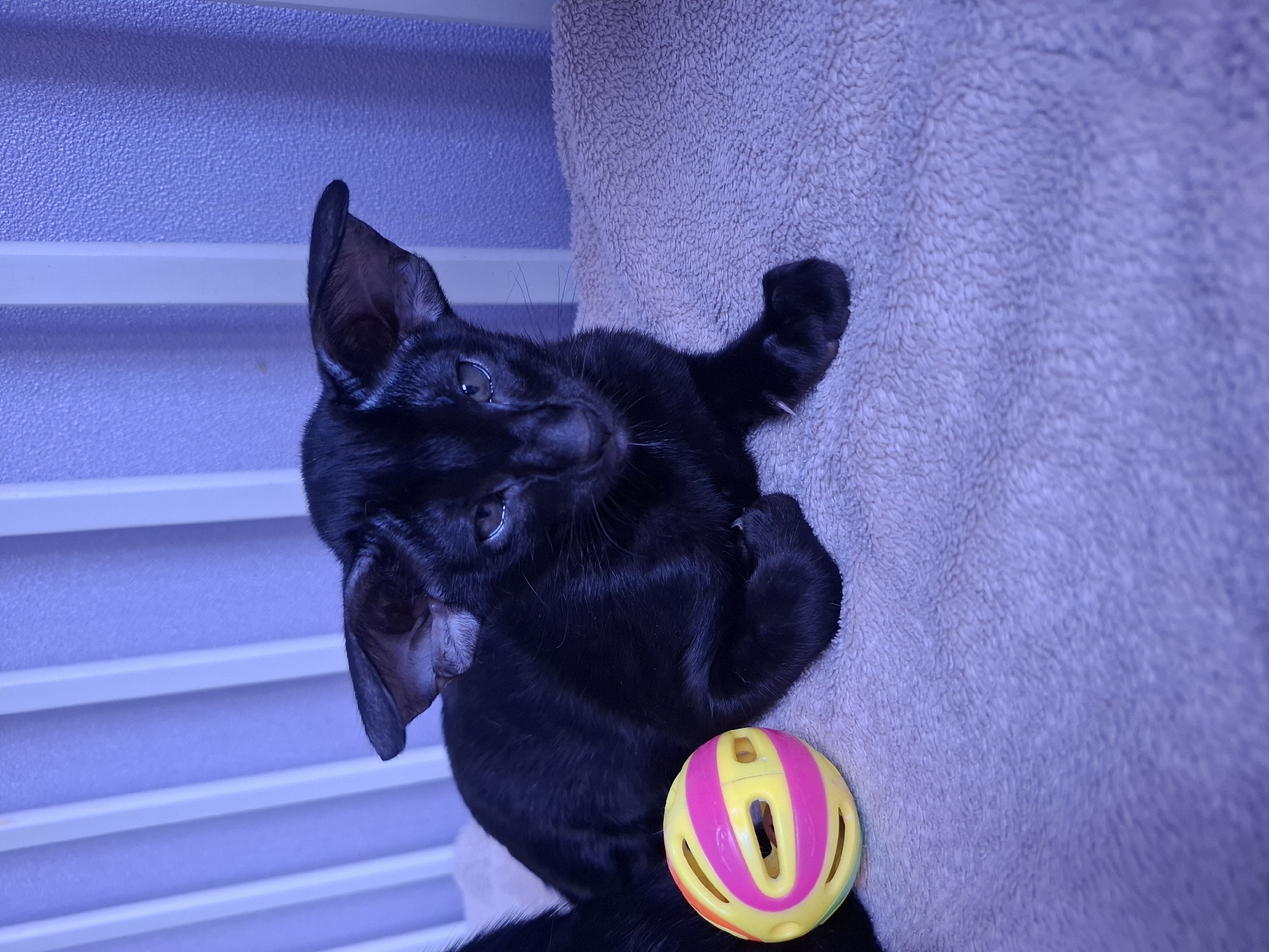 A black cat with large ears is lying on a textured blanket, with a colorful toy ball to its left. The background consists of vertical white bars against a purple wall, possibly part of a crib or enclosure. The scene is dimly lit, with a purplish hue. The cat is looking towards the camera with its head slightly tilted. The cat appears to be in a domestic setting. The provided location of Таптыково, Russia, is irrelevant to the visual content of the image.