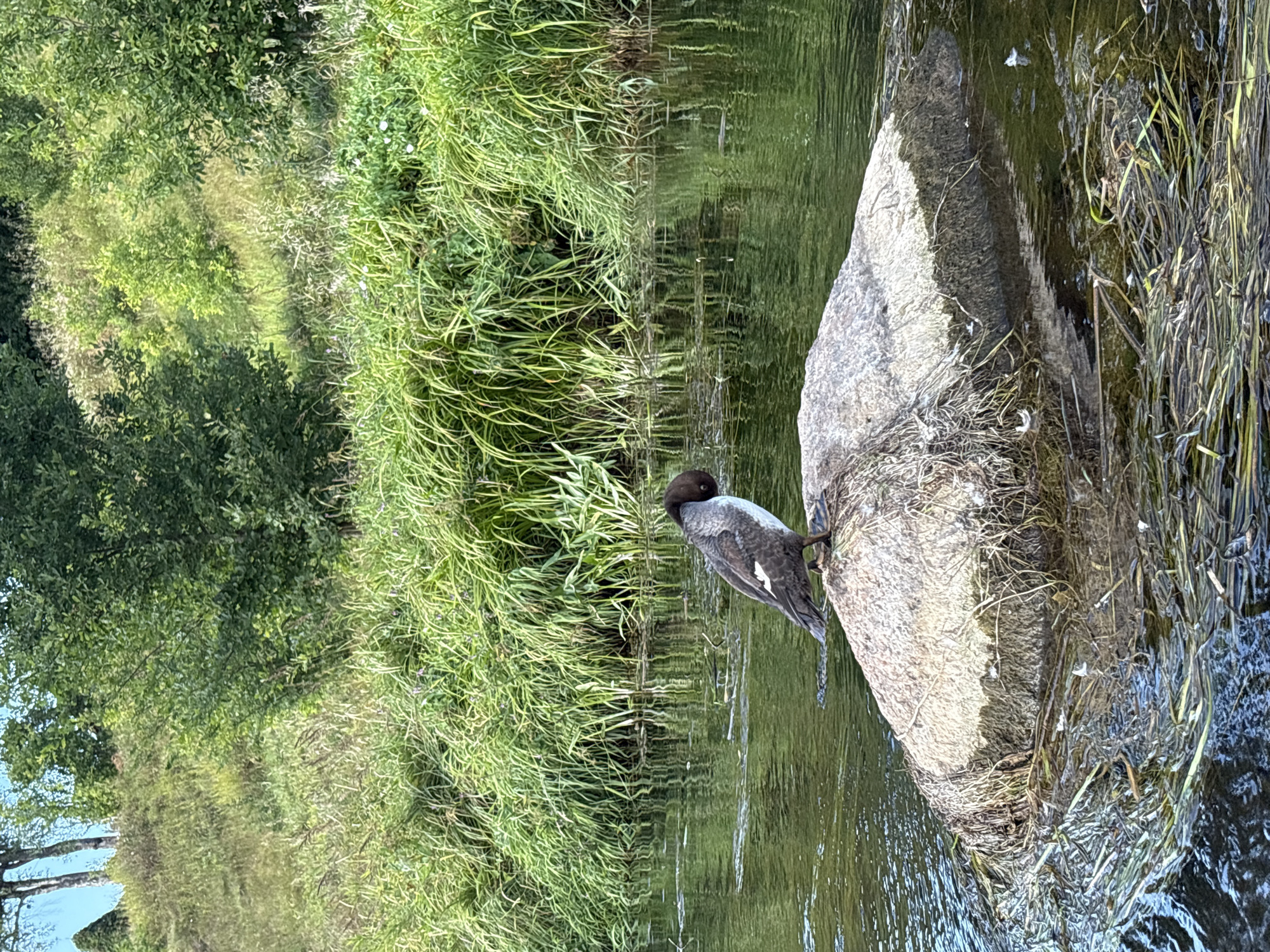 A dark-headed duck with brown and white plumage stands on a large, weathered rock in a river. The duck's head is tucked down, as if preening. The rock is partially submerged in the water, with some dried vegetation clinging to its sides and floating around it. The river is calm, with reflections of the surrounding greenery. In the background, a dense bank of tall green grass and trees rises up a gentle slope under a bright sky. The scene depicts a tranquil natural environment.