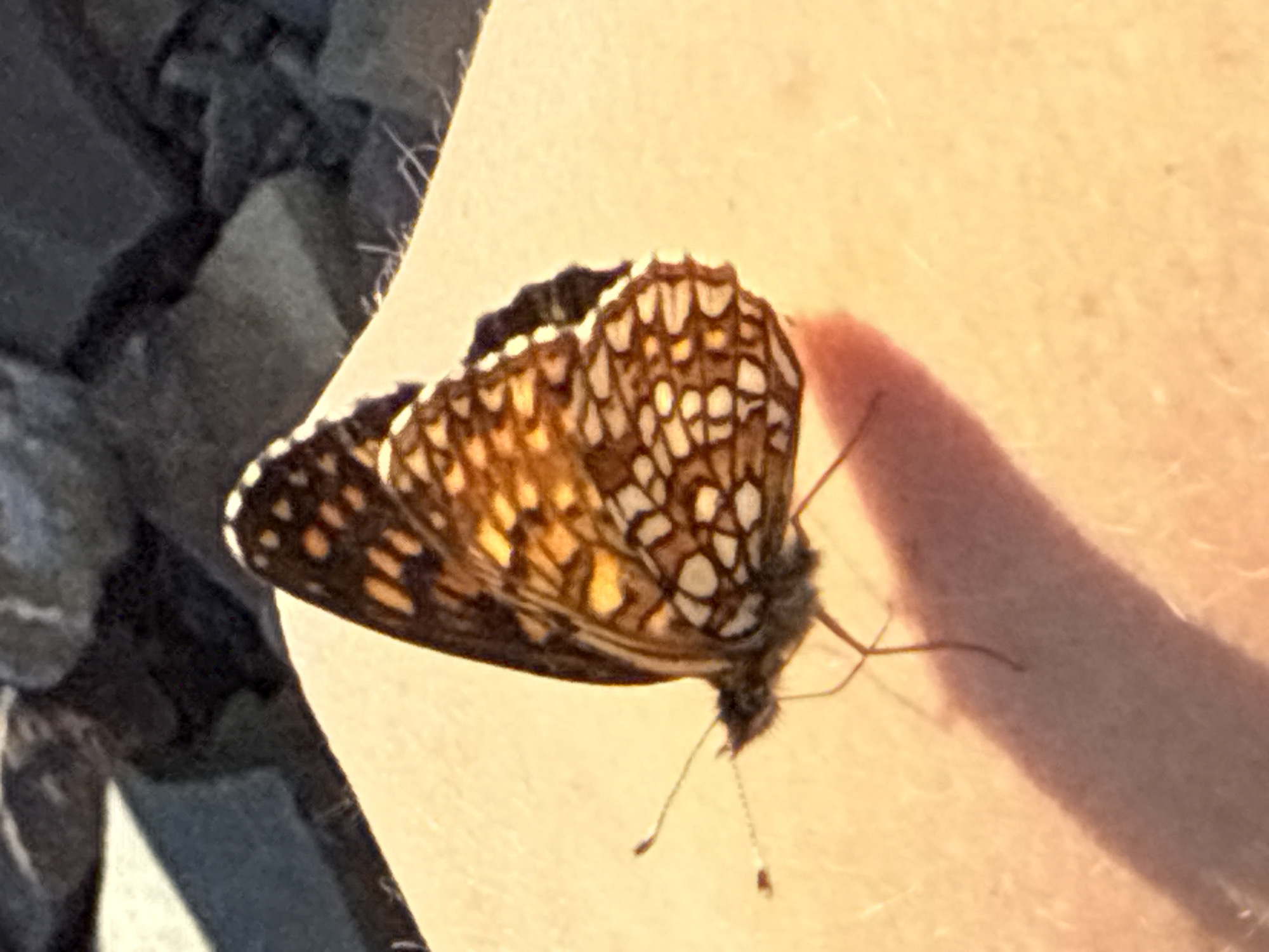 A butterfly with orange and brown patterned wings rests on a person's skin, casting a shadow. The background consists of rough, gray stones. The image appears to have been taken outdoors, likely in a natural or rocky environment, and no specific location in Ust'-Abakan, Russia can be determined from the visual information provided.