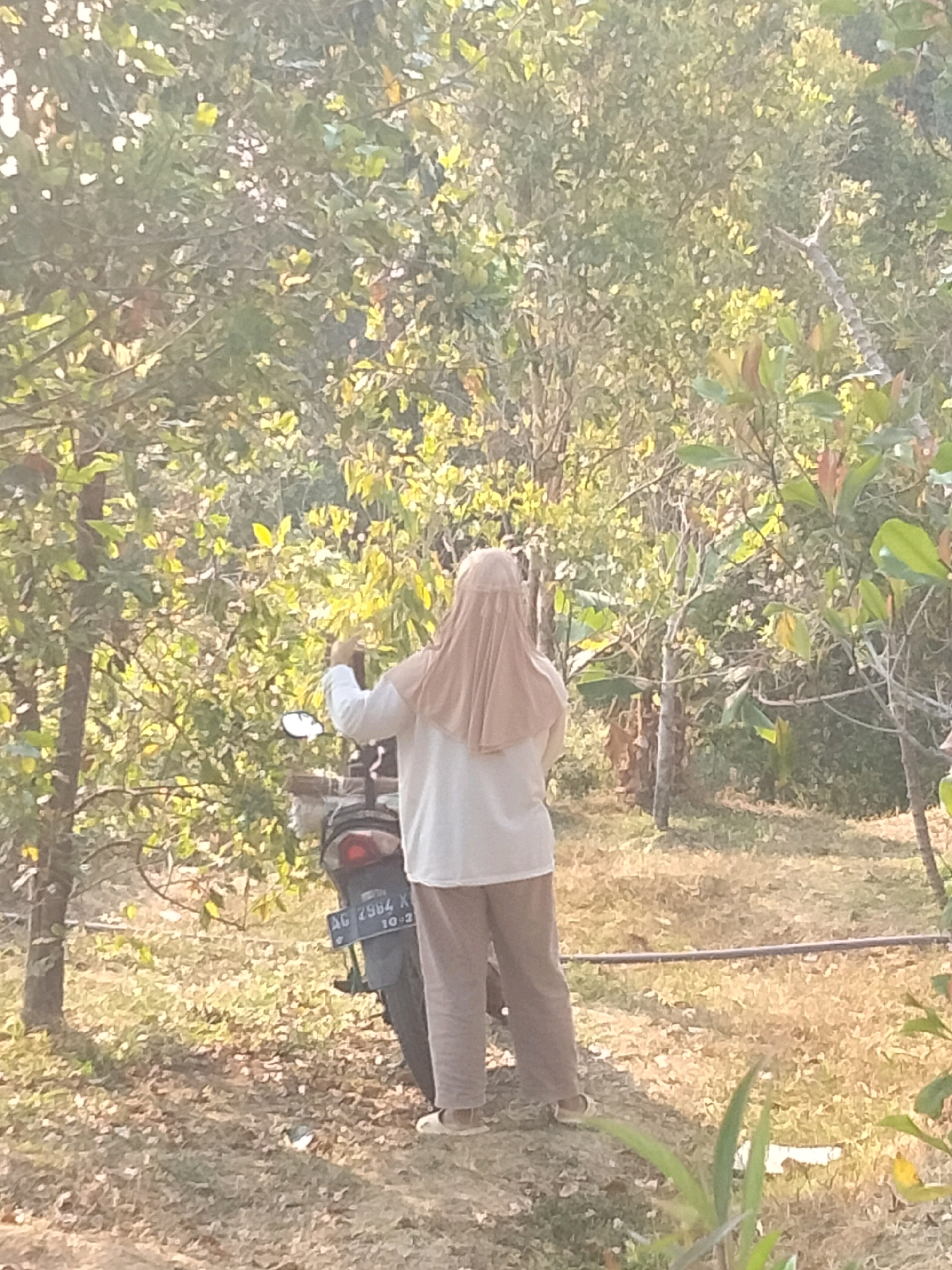 A woman wearing a beige hijab and a white long-sleeved shirt stands with her back to the camera, facing a motorcycle. She is wearing brown pants and white shoes. Her right hand is raised, and she appears to be interacting with the motorcycle. The motorcycle is dark-colored with a license plate that reads "AG 2984 X 10-2". The scene is set outdoors amidst trees with green and yellow leaves, suggesting a natural or rural environment. The ground is covered with dry grass and leaves. The lighting indicates it is daytime, possibly late afternoon, with sunlight filtering through the foliage. The location is identified as Sawahan, Indonesia.