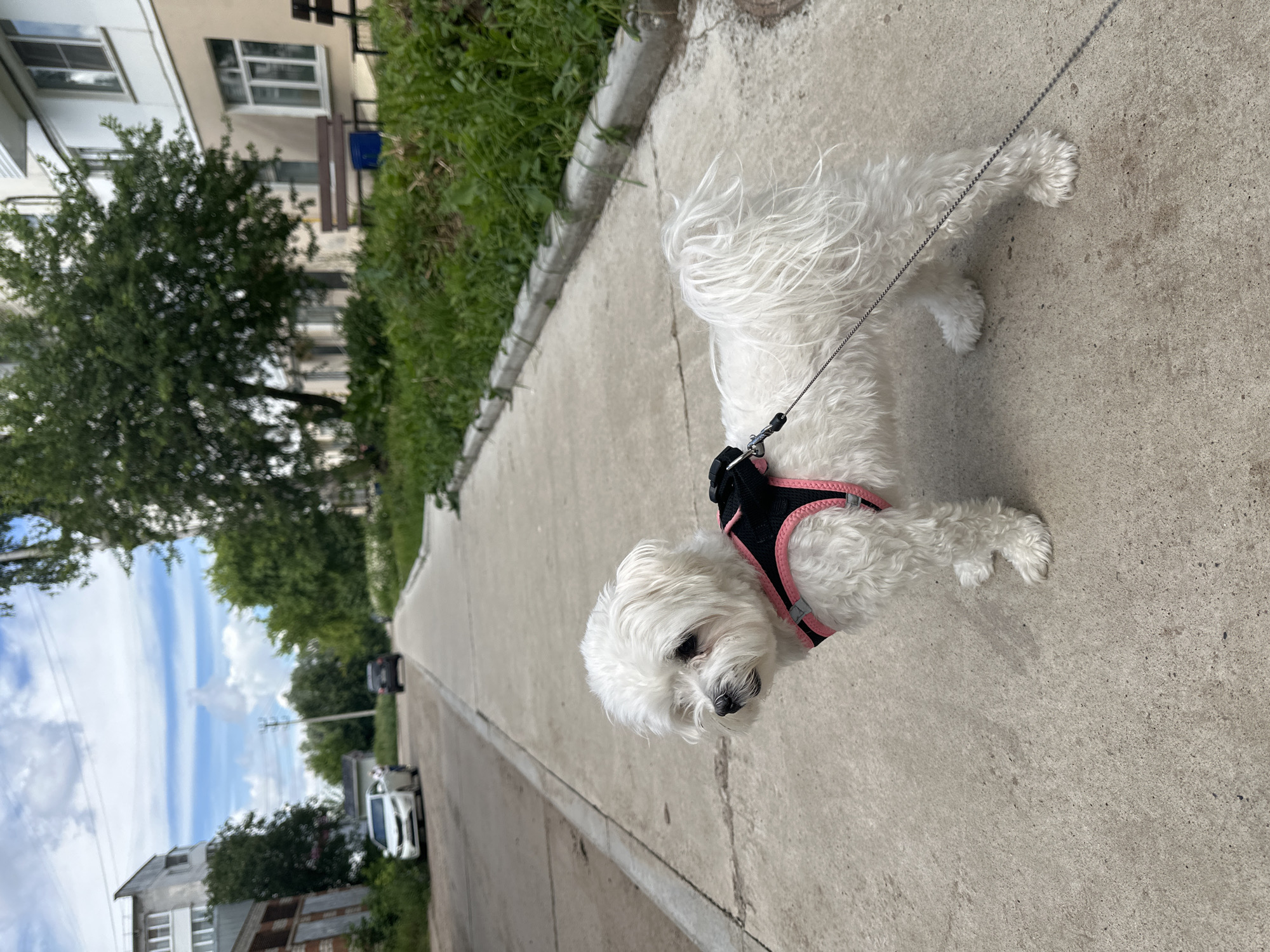 A white Maltese dog, wearing a black and pink harness, stands on a concrete sidewalk next to a grassy area. The dog is facing left, with its tail extended. In the background, there is a road with two cars, apartment buildings, trees, and a cloudy sky. The image was taken in the city of Chaikovsky, Russia, likely during daytime.