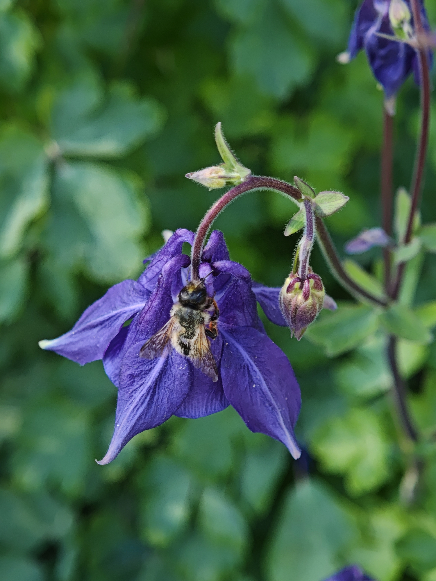 A close-up shot captures a bee immersed in a vibrant purple flower, likely a columbine. The flower's petals exhibit a slightly withered texture, suggesting the plant is in bloom. The bee's striped body and delicate wings are prominently visible as it collects pollen or nectar. A budding flower hangs nearby, hinting at the plant's life cycle. The background is a blur of green foliage, creating a natural and serene environment. The image does not indicate any specific location in Parkhomivka, Ukraine.