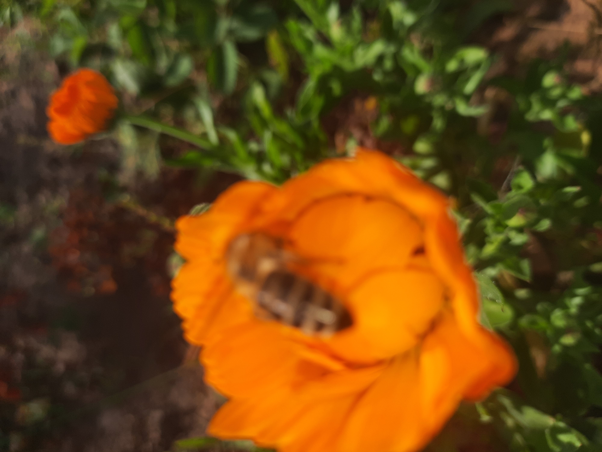 In the city of Shklov, Belarus, a close-up, slightly blurred photograph captures a honeybee actively engaged with an orange flower. The bee, with its distinct striped abdomen, is positioned centrally on the vibrant petals of the flower, appearing to be collecting nectar or pollen. A second, out-of-focus orange flower is visible in the background, along with lush green foliage and dark soil, suggesting an outdoor garden or natural setting. The lighting indicates it is daytime, with sunlight illuminating the scene.