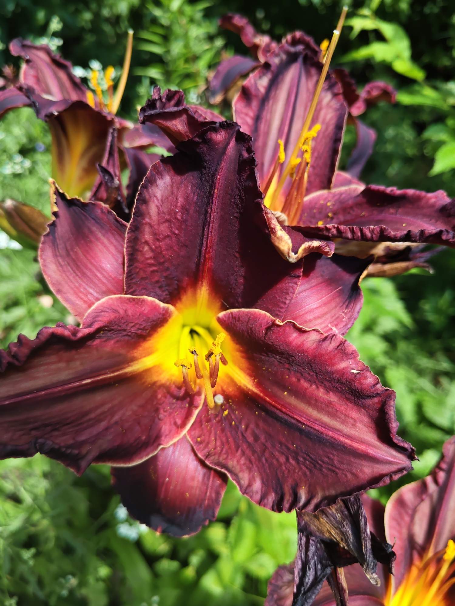 A close-up, slightly angled shot shows a deep burgundy daylily with ruffled edges. The flower's center is a vibrant yellow, with prominent yellow stamen tipped with orange anthers dusted with pollen. The background is a blur of green foliage, suggesting an outdoor setting. The image is sharply focused on the flower in the foreground, with a shallow depth of field. The scene is devoid of human presence and appears to be a naturalistic outdoor environment. The location is not discernible from the image.