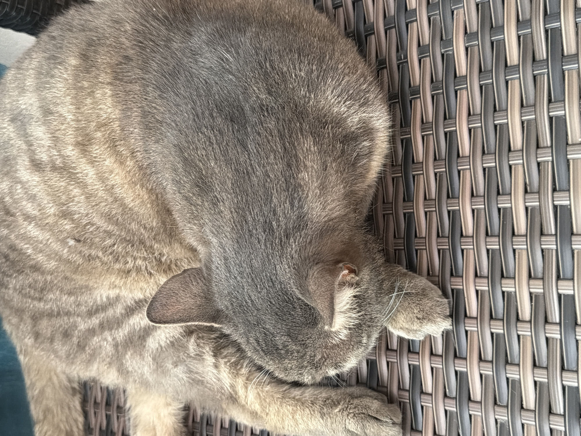 A grey tabby cat is curled up and sleeping on a brown woven surface. The cat's head is tucked into its body, obscuring its face. The background is out of focus but appears to be a teal surface and a black woven object. The scene is indoors and appears to be in a residential setting. No information about the city of Prosena, Bulgaria, is present in the image or derivable from it.