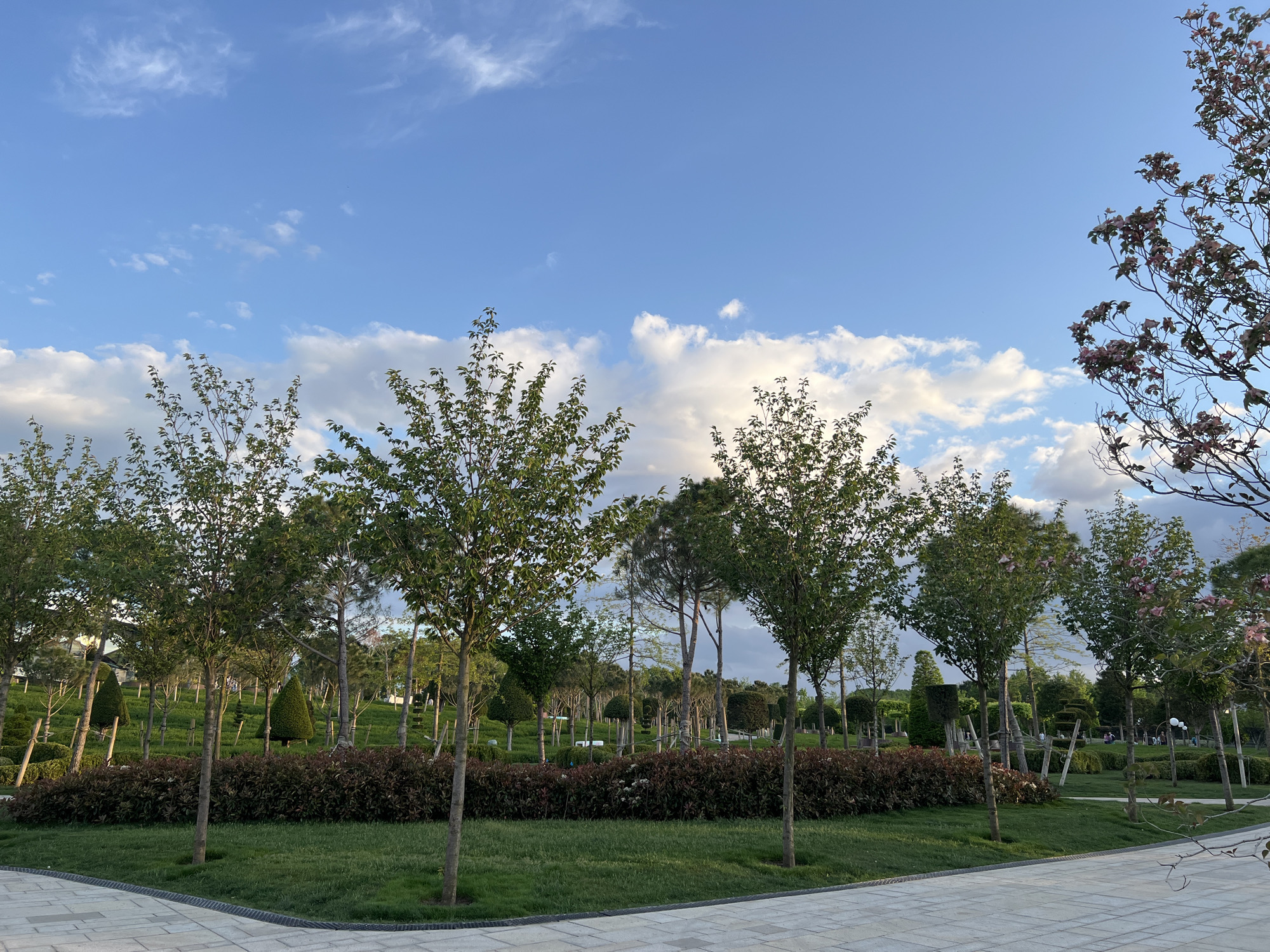 The image depicts a park scene in Krasnodar, Russia. The foreground features a paved walkway, leading to a manicured lawn area. Several young trees with green foliage are evenly spaced in front of a row of low-lying bushes with reddish leaves. In the background, a variety of trees and shrubs are visible, with some topiary shapes and taller trees interspersed throughout the park. The sky is blue with scattered white clouds. The overall scene is peaceful and well-maintained, with evidence of landscaping and deliberate design.