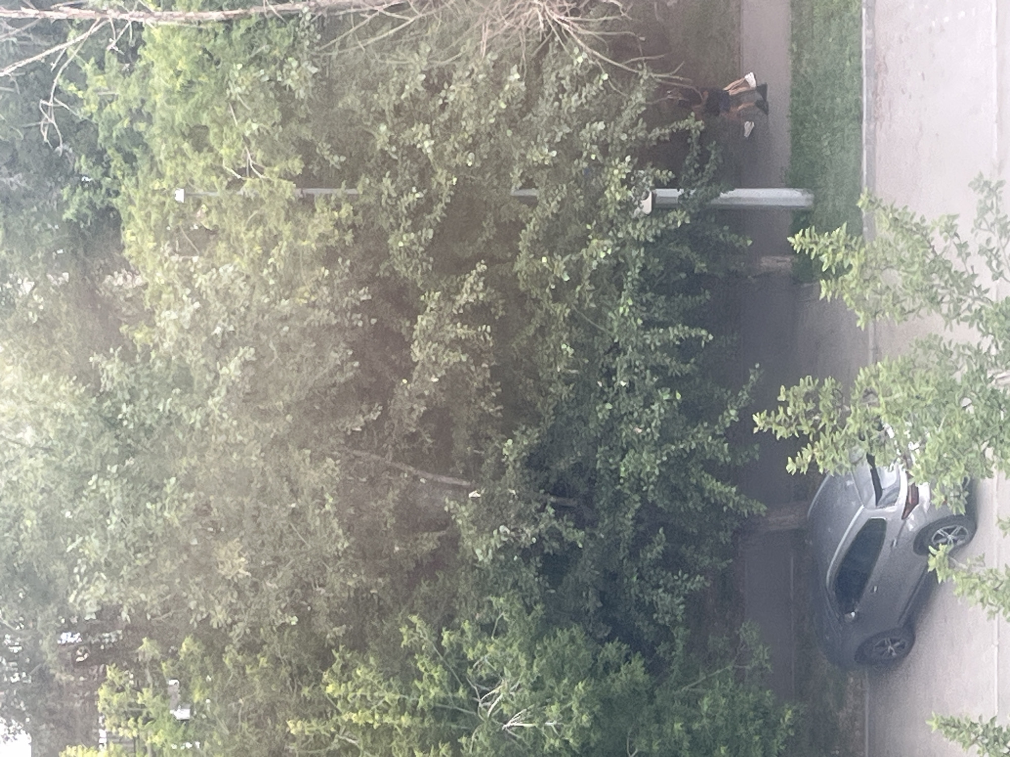 The image depicts a residential courtyard scene in Chelyabinsk, Russia, dominated by lush green foliage from mature trees. A gray SUV is parked in front of a building, partially obscured by vegetation. In the background, two individuals are walking on a paved walkway lined with grass. A lamppost stands near the walkway. The lighting suggests it is daytime.