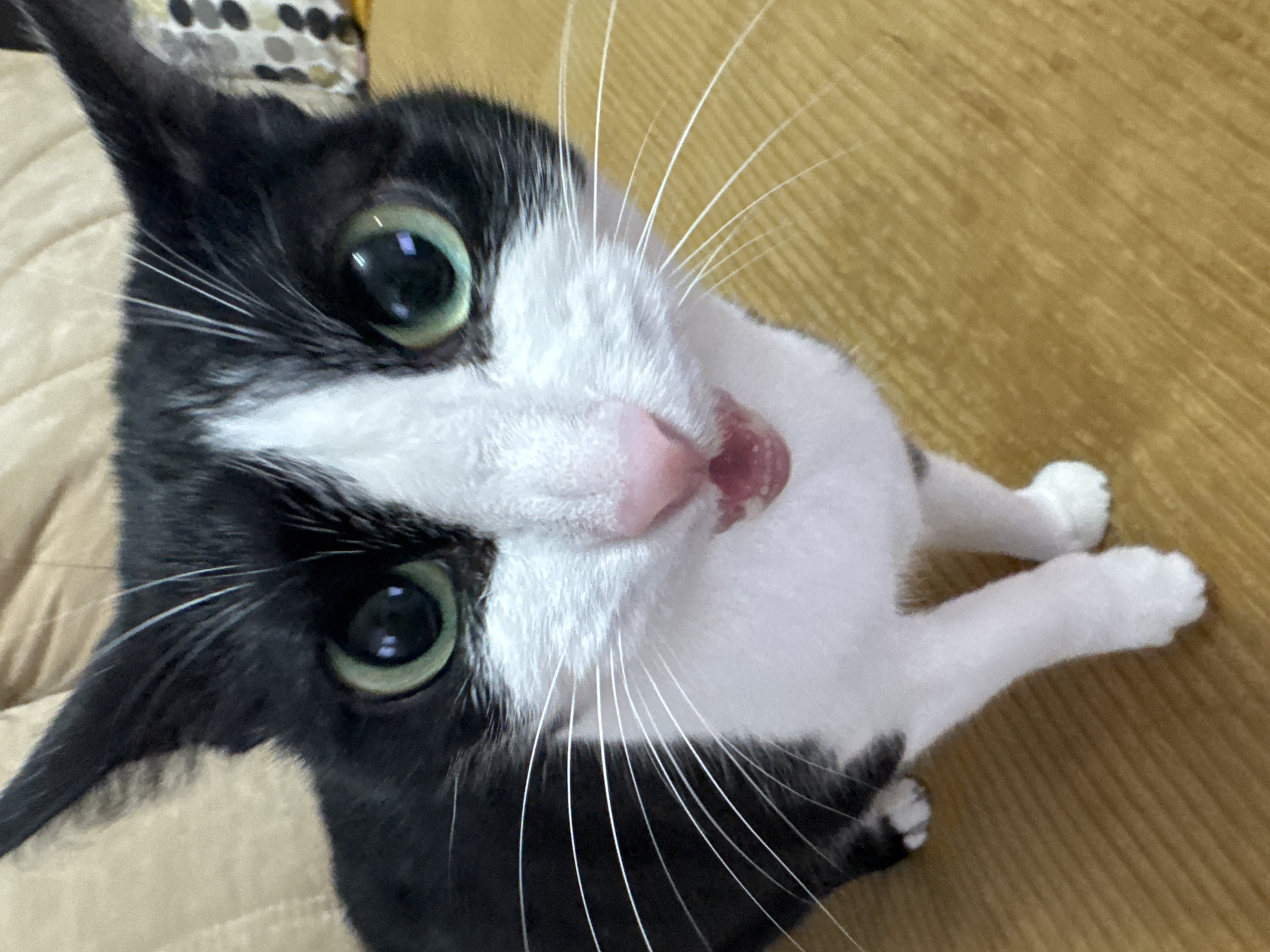 A black and white tuxedo cat is lying on a brown surface, likely a table or the floor, looking up at the camera with large, green eyes. The cat's head is tilted, and its pink nose and whiskers are prominent. Its paws are visible near the bottom right of the frame. The background is out of focus, but what can be seen of it indicates that it's a residential area.
There is no indication of Chaikovsky, Russia, in the image.