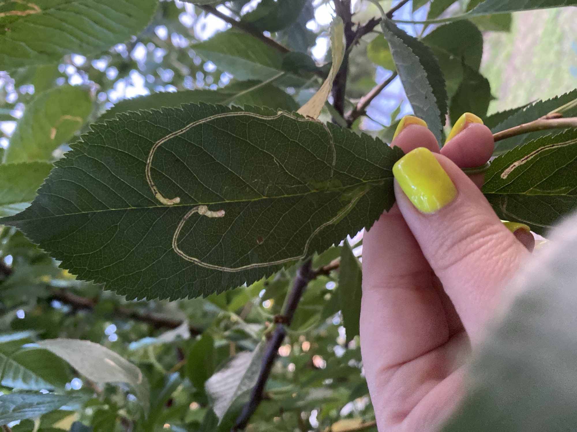 An adult's hand with bright yellow nail polish is holding a green leaf with a light-colored pattern that resembles a heart shape. The leaf has serrated edges and visible veins. The background consists of blurred green leaves and branches, with patches of sunlight filtering through, suggesting an outdoor environment. The scene is set in the city of Balashikha, Russia.