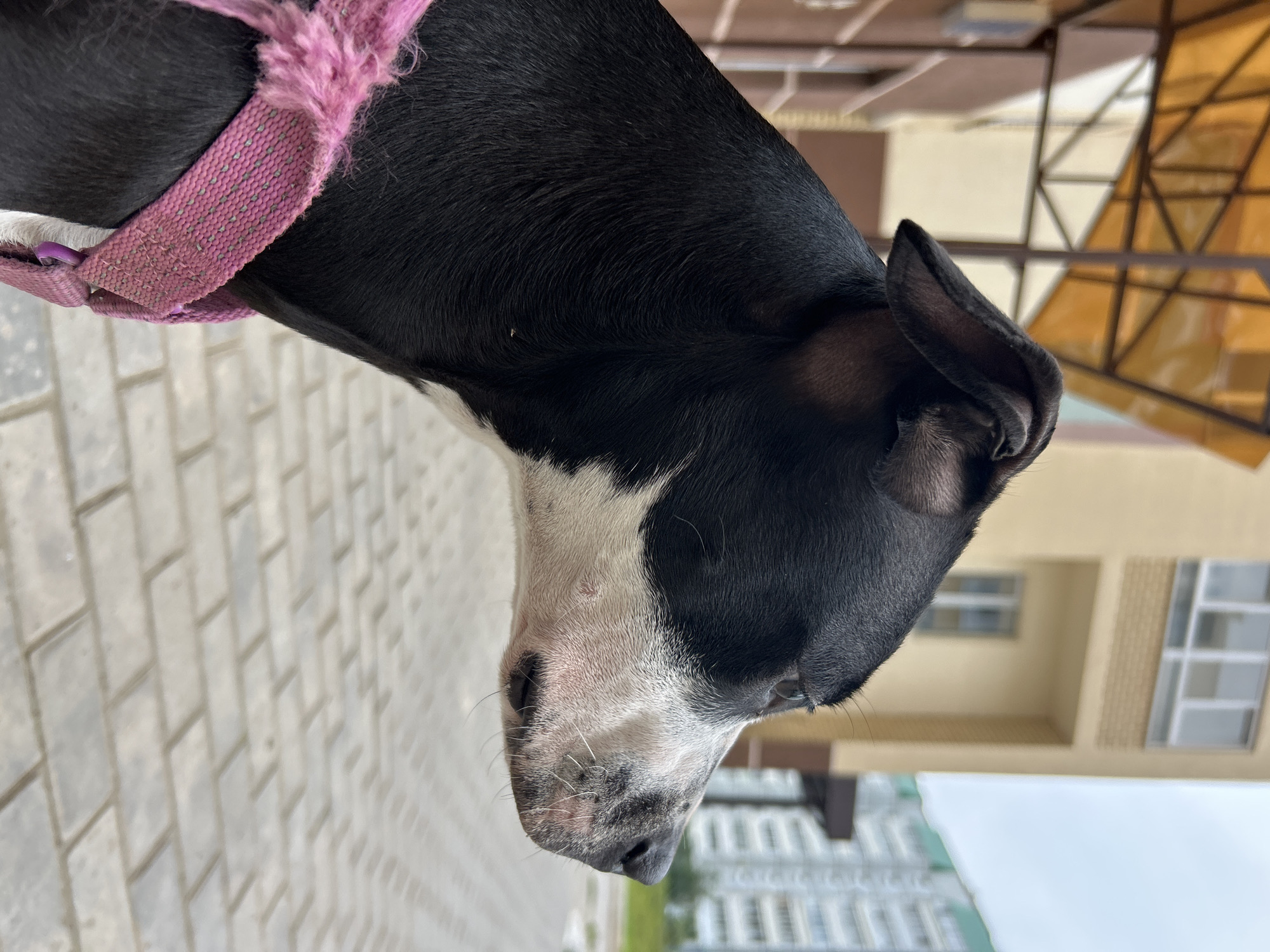 A black and white dog wearing a pink harness is shown in profile, facing right. The dog's head is in focus, with its ear perked and eyes looking forward. Its muzzle is a mix of white and black fur, with visible whiskers. The dog appears to be looking at something off-camera.
In the background, a building with light-colored walls and windows is visible. A balcony or awning structure with an orange-yellow translucent roof is also present. Further in the background, a taller, modern apartment building with many windows can be seen, along with trees and a cloudy sky. The ground is paved with light-colored rectangular bricks arranged in a herringbone pattern.
This scene is consistent with an outdoor urban environment, potentially in a residential area. The architectural style of the buildings suggests a location in Russia, and specifically, the presence of such apartment blocks is common in cities like Chaikovsky, Russia.