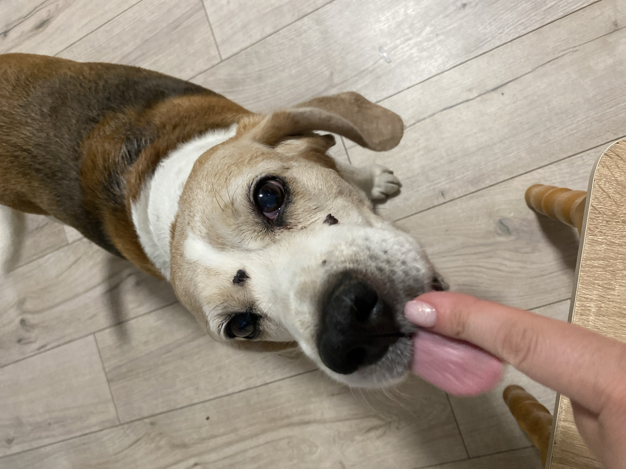A close-up, high-angle shot shows a tri-color beagle dog, facing the camera with its tongue extended to lick a person's index finger. The dog has brown, white, and black markings, with large, dark eyes and floppy ears. The person's hand is partially visible in the foreground, with neatly manicured, light pink fingernails. The background consists of a light-colored wooden floor. The scene appears to be indoors, likely in a home environment. The specific location in the city of Chornomorsk, Ukraine, cannot be determined from the visual information provided in the image.