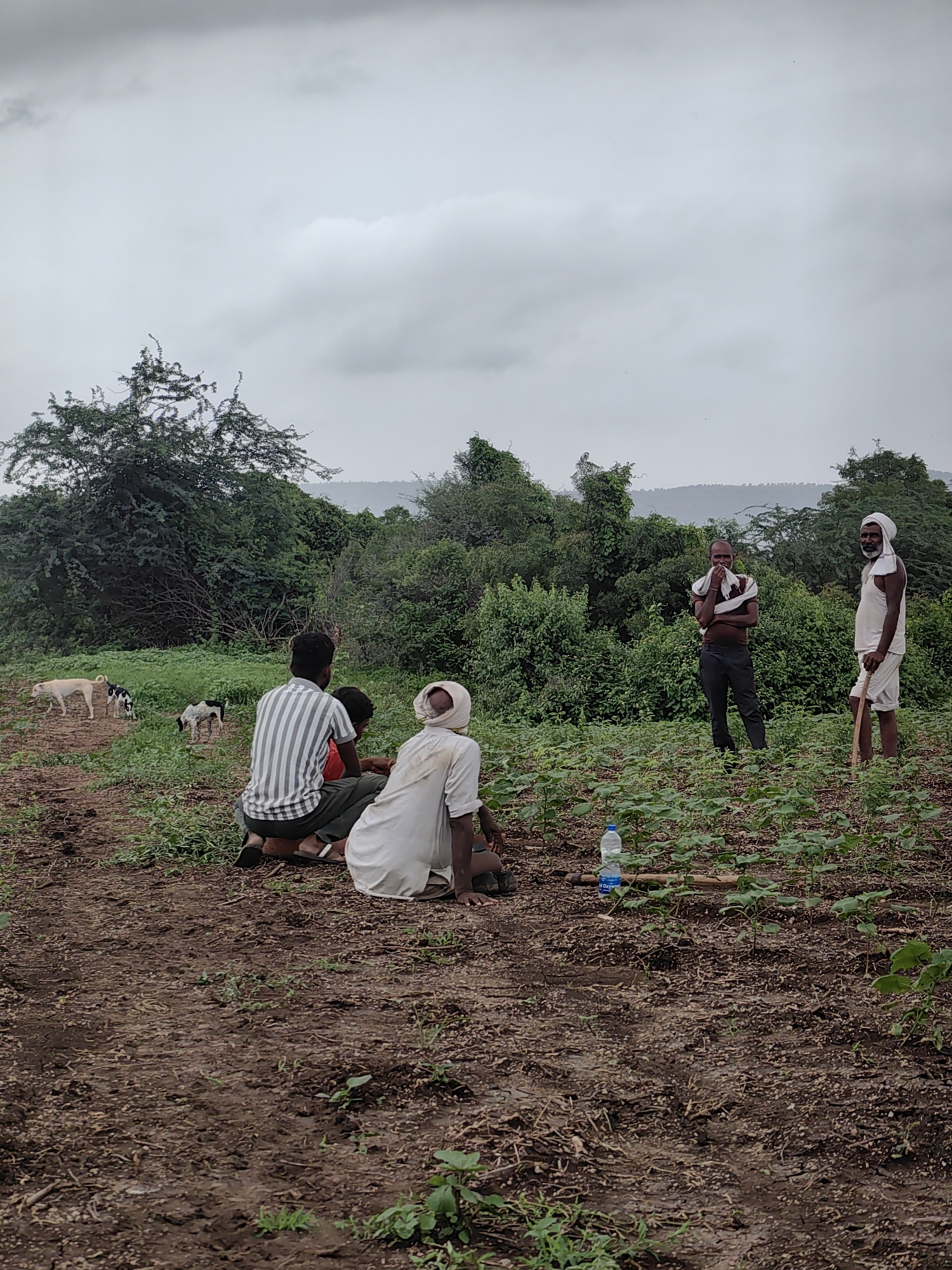 A group of five people and two dogs are in a rural agricultural field in Waghola, India. The sky is overcast and gray. In the foreground, the soil is dark and appears to have been recently tilled. Rows of young green plants are visible. Three men are seated in the middle ground. One man, wearing a white dhoti and a white turban, is facing away from the camera. Another man, wearing a striped shirt and dark pants, is also facing away, looking down. Between them, a child in a red shirt is partially visible. To the right, two men are standing. One, wearing dark pants and a white cloth around his neck, is facing the camera with his arms crossed. The other man, wearing white shorts and a white shirt, is holding a long wooden stick. Two dogs, one white and one black and white, are walking in the background to the left of the seated men. In the far background, dense green foliage and trees form a backdrop, with a hazy mountain range visible in the distance. A water bottle and some gardening tools are on the ground near the standing men.