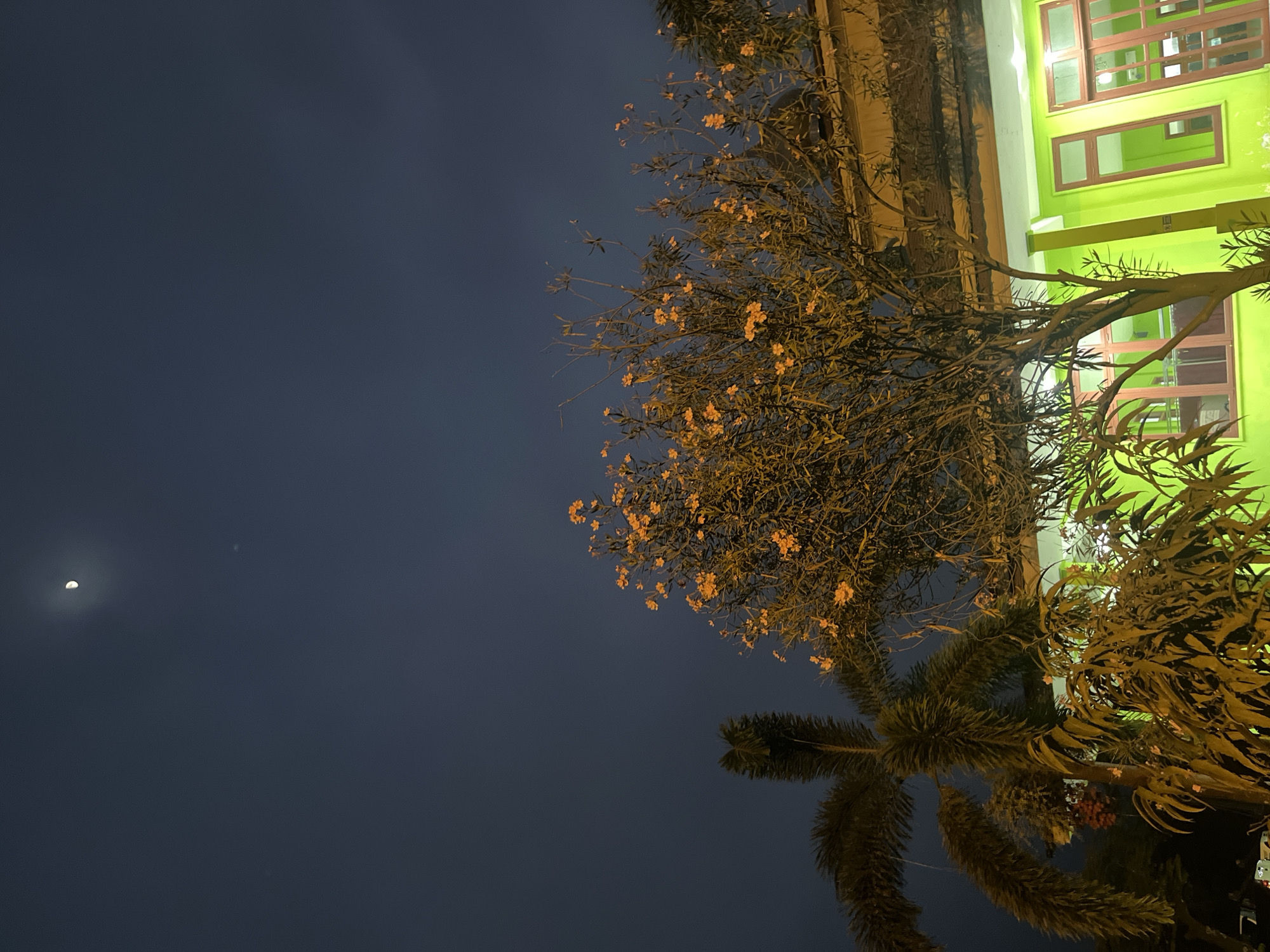 An outdoor, nighttime photograph captures a segment of a lime-green building with dark red window frames and a similarly colored roofline. To the left of the building, a tall palm tree with distinctive fronds is visible. In front of the building and to the right, a tree with small, orange flowers is illuminated by artificial light, casting a warm glow. The sky above is dark blue, with a crescent moon visible near the top left corner. The scene appears to be set in Lalampu, Indonesia, a locale characterized by tropical flora.