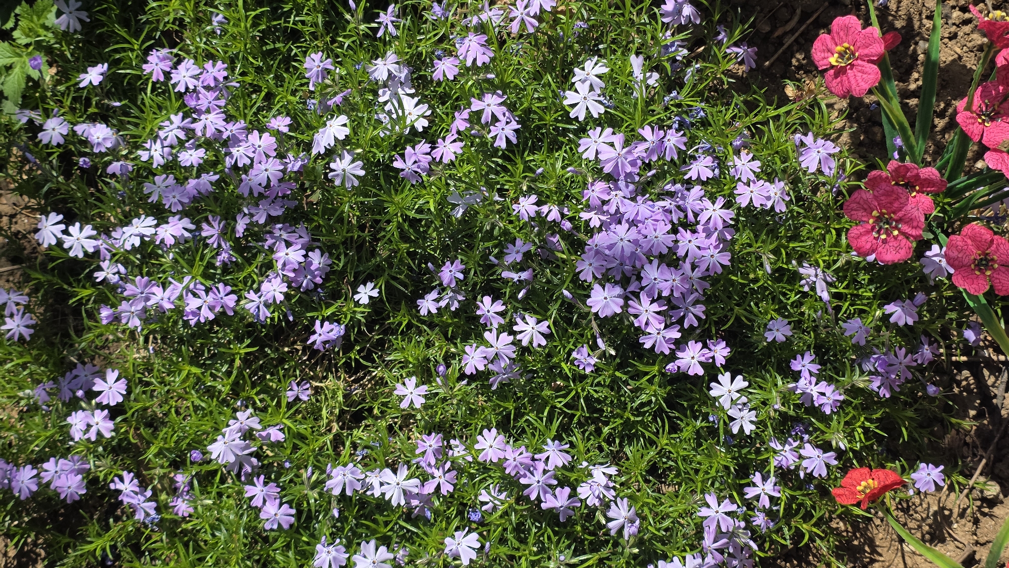 This close-up image captures a vibrant patch of blooming flowers in what appears to be a garden or flower bed in Blagoevgrad, Bulgaria. The main subjects are two distinct types of flowering plants.
Dominating the left and central parts of the frame are numerous small, delicate, light purple flowers, each typically featuring five petals and a small, often darker, central eye. These flowers are densely clustered among slender, bright green, needle-like foliage, characteristic of Creeping Phlox (Phlox subulata). The foliage forms a lush green carpet dotted with the lavender blooms.
Towards the right side of the image, contrasting sharply with the light purple, are several clusters of larger, deep fuchsia-pink to red flowers. These flowers have distinct petals and prominent yellow centers composed of stamens, resembling varieties like Wallflowers (Erysimum). A single, vivid red flower of this type is also visible at the bottom right.
The scene is illuminated by bright, natural sunlight, indicating a daytime setting. Shadows are visible on the soil and within the dense foliage, suggesting a clear, sunny day. The perspective is from directly above, looking down into the blooming plants, highlighting the density and beauty of the floral display. There is no visible text or human activity, just the natural beauty of the flowering plants.