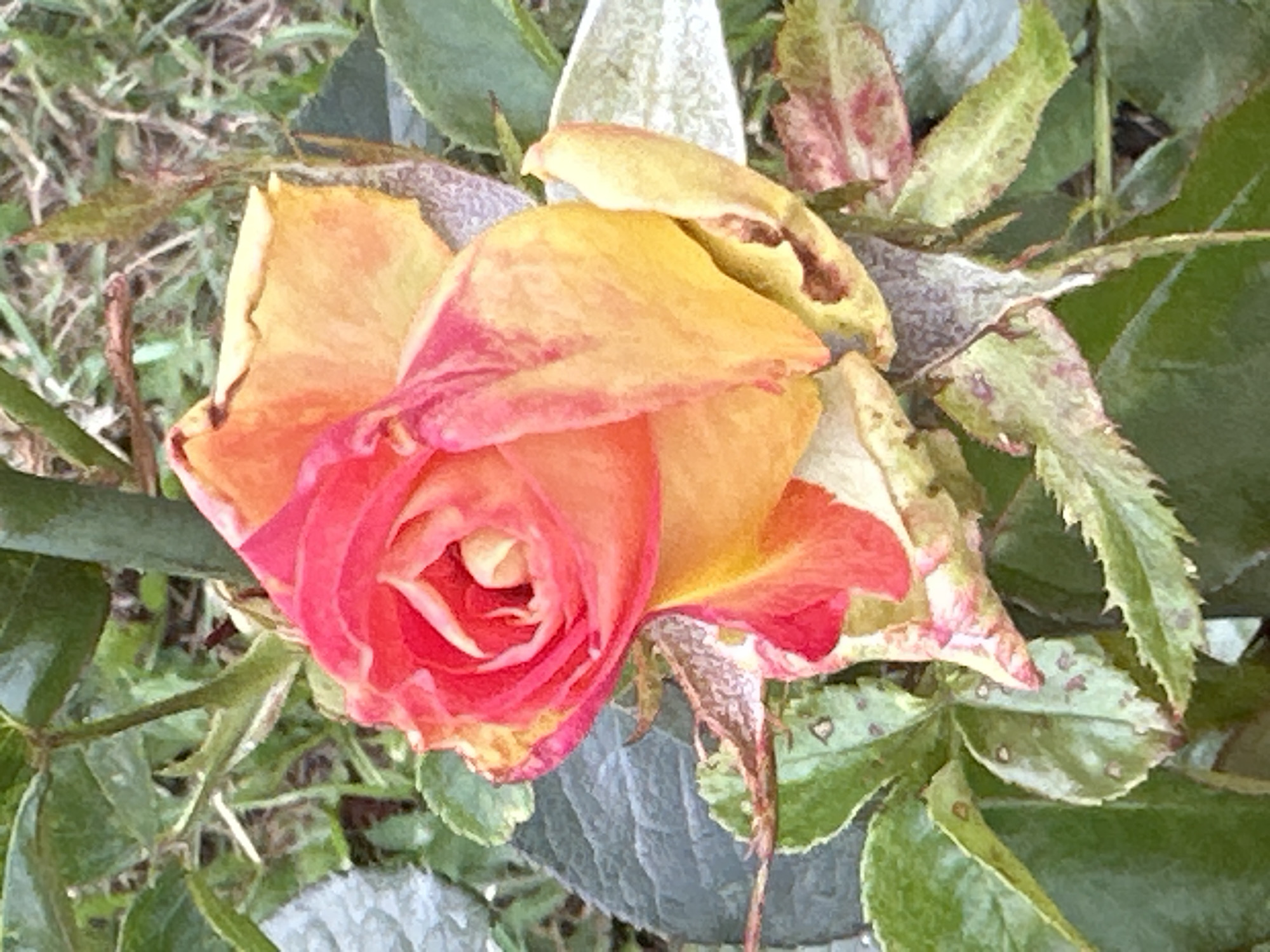 A single, partially opened rosebud with petals ranging from vibrant pink to yellow is the primary subject. The rose is surrounded by green leaves, some of which show signs of discoloration and spotting, suggesting potential disease or damage. The background is out of focus, showing glimpses of grass and soil. The scene appears to be an outdoor environment, possibly a garden. There are no people or animals visible in the image. The image does not provide any specific geographical information that would allow for the determination of its location within Podolsk, Russia.