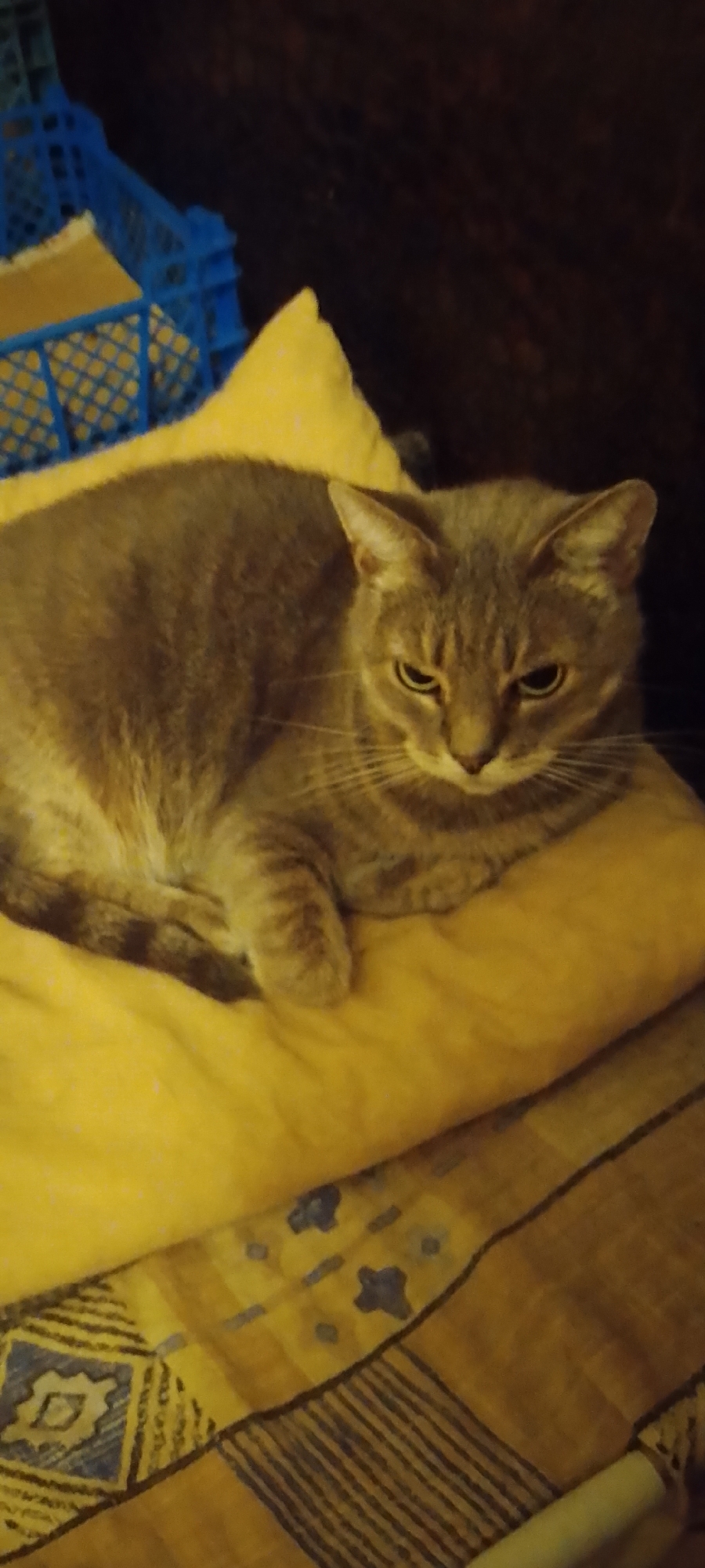A gray tabby cat is lying on a yellow blanket. The cat is facing the camera with its eyes partially closed. The background is dark and out of focus, but appears to be a couch or similar piece of furniture. There are also glimpses of a blue plastic basket in the upper left corner of the image. The image is taken indoors, likely in a residential setting. No specific location in the city of Belgorod, Russia can be determined from the provided image.