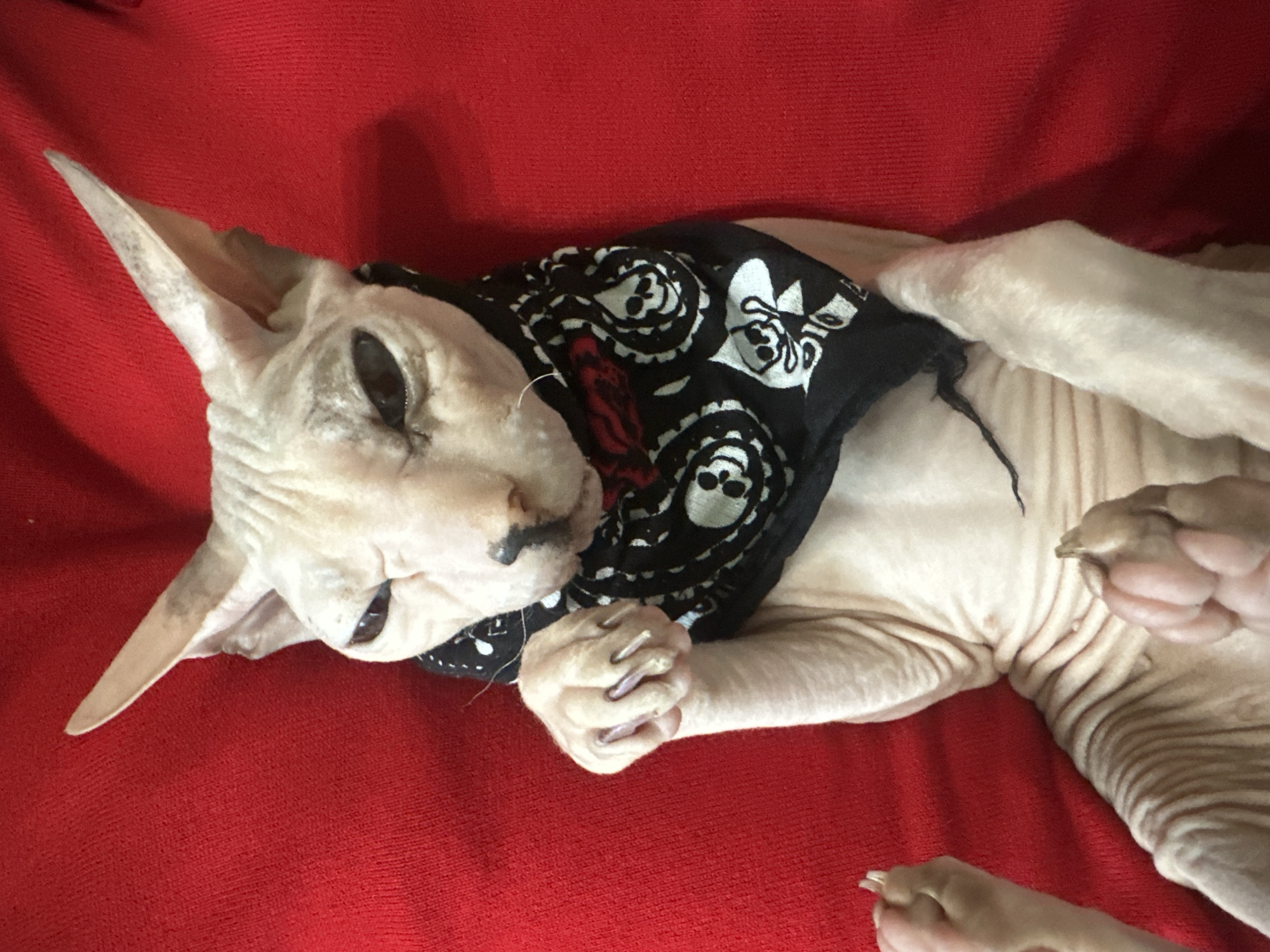 A Sphynx cat lies on its back on a red textured surface, wearing a black bandana with a skull and crossbones pattern. The cat's skin is pinkish-beige and wrinkled. Its eyes are dark and appear partially closed. One paw is raised towards its face, displaying sharp claws. Another paw is visible towards the bottom right of the image. The background is a solid red color. There is no information available to determine the location in Togliatti, Russia.