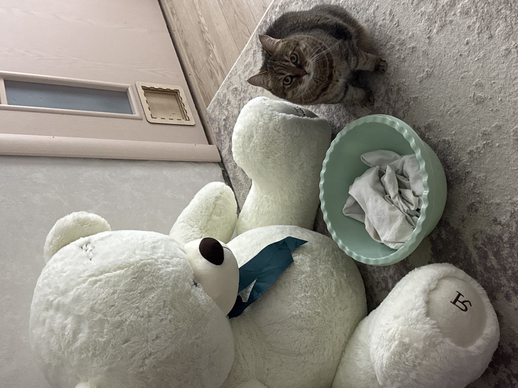 A high-angle shot shows a light gray tabby cat next to a large white stuffed bear with a dark blue ribbon and a light green scalloped bowl filled with fabric, all on a mottled gray carpet. A light-colored door with a rectangular window and a small square decorative inset sits to the left. The photo was taken in Chaikovsky, Russia.