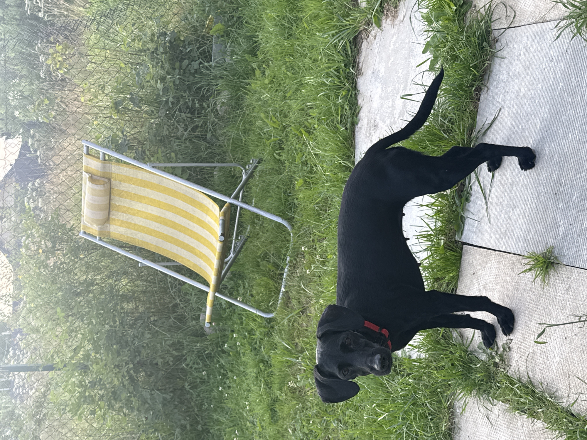 A black dog with a red collar stands on a paved area in a backyard. The dog is facing the camera, with its head tilted slightly. Behind the dog, there is a yellow and white striped lounge chair and a chain-link fence. The backyard is overgrown with grass and weeds, and there are some trees and bushes in the background. The scene appears to be in Lyady, Russia, given the context.