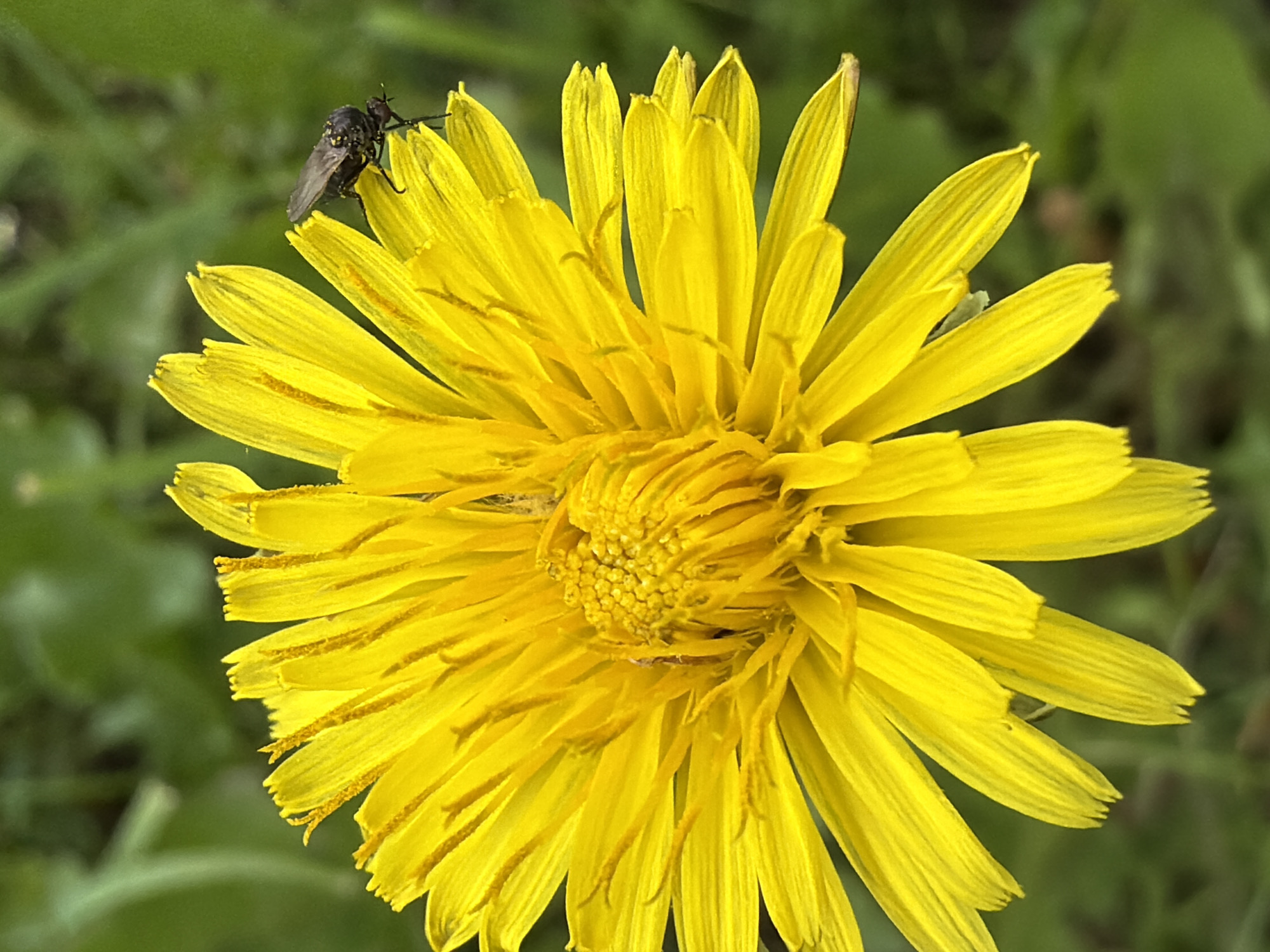A vibrant, close-up macro photograph captures a bright yellow flower, likely a dandelion, in full bloom. The flower dominates the frame, showcasing numerous delicate, radiating petals with fine longitudinal lines. Its center is densely packed with smaller, textured yellow florets.
Perched on one of the upper left petals is a small, dark-bodied fly. The fly has a dark, possibly black or deep brown, body with visible wings and legs, and appears to have faint yellowish or lighter speckles on its back. It is positioned with its head facing towards the center of the flower.
The background is softly blurred into a diffused green, suggesting a natural outdoor setting with foliage or grass, which effectively highlights the sharp details of the yellow flower and the dark insect. The lighting is bright, indicating it is daytime. The image focuses on the intricate beauty of the flower and its tiny visitor, emphasizing texture and color contrasts. No text is visible.