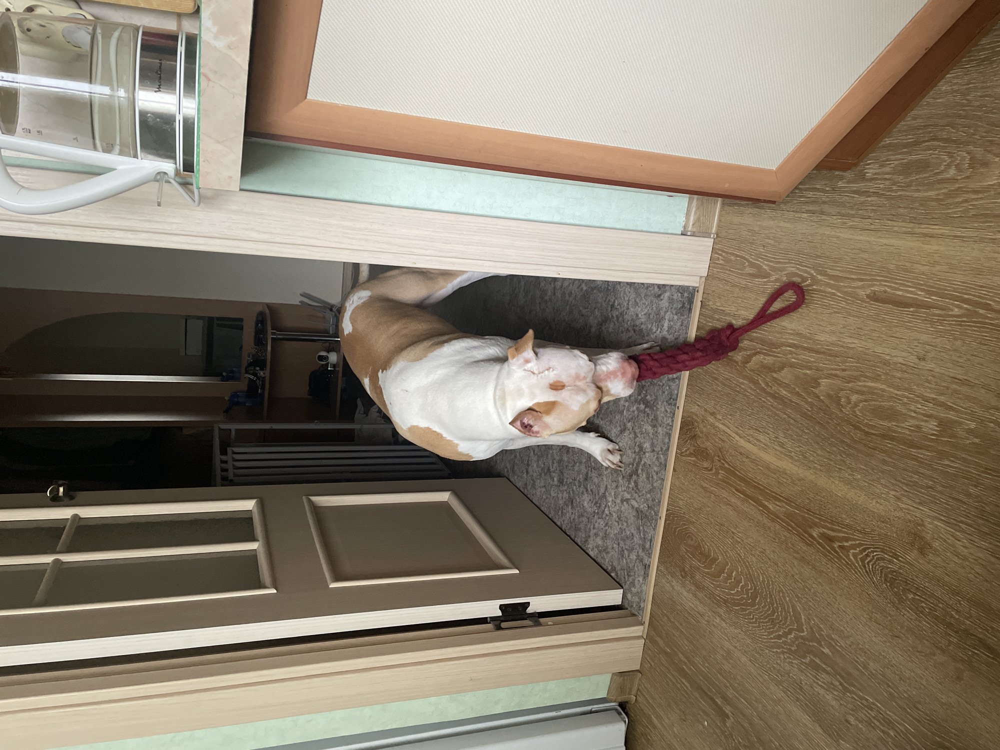 An American Pit Bull Terrier, predominantly white with tan markings, is playing with a red rope toy in a doorway. The dog is positioned with its head down, chewing on the toy, and its body is partially visible as it stands on a gray carpeted floor. The doorway opens into a room with a wooden floor and a wooden door frame. To the right of the doorway, a white kitchen kettle is visible on a shelf. The scene appears to be indoors, likely in a home.