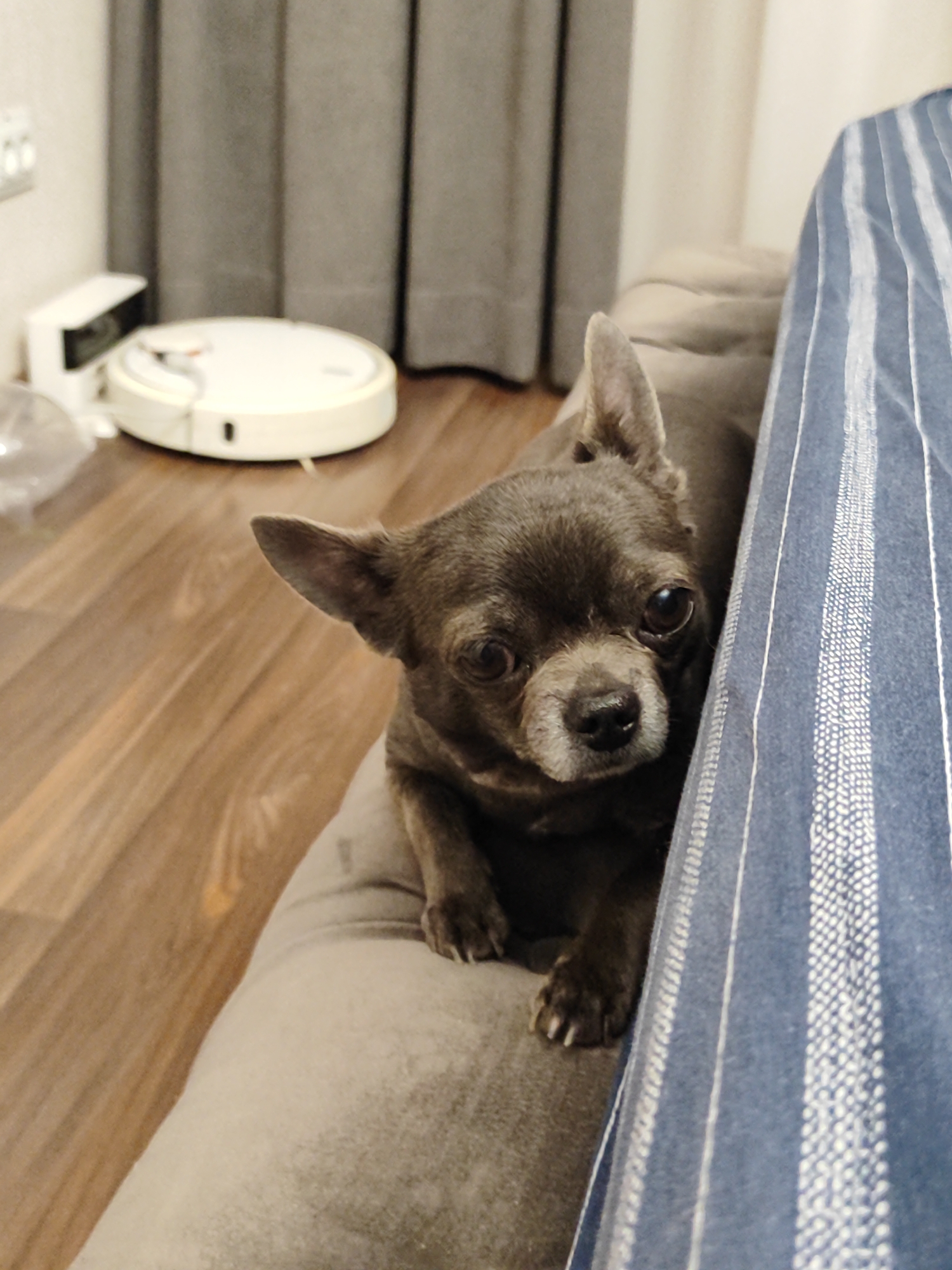 The image shows a small, gray Chihuahua dog resting on a gray cushion next to a blue and white striped object, possibly a piece of furniture or bedding. The dog is facing the camera, with its head slightly tilted and its ears perked. Its eyes are dark and appear curious. In the background, a wooden floor is visible, along with a white robotic vacuum cleaner and a charging dock. Gray curtains hang in the background. The scene appears to be indoors, in a domestic setting. There is no indication of the location being in Almaty, Kazakhstan.