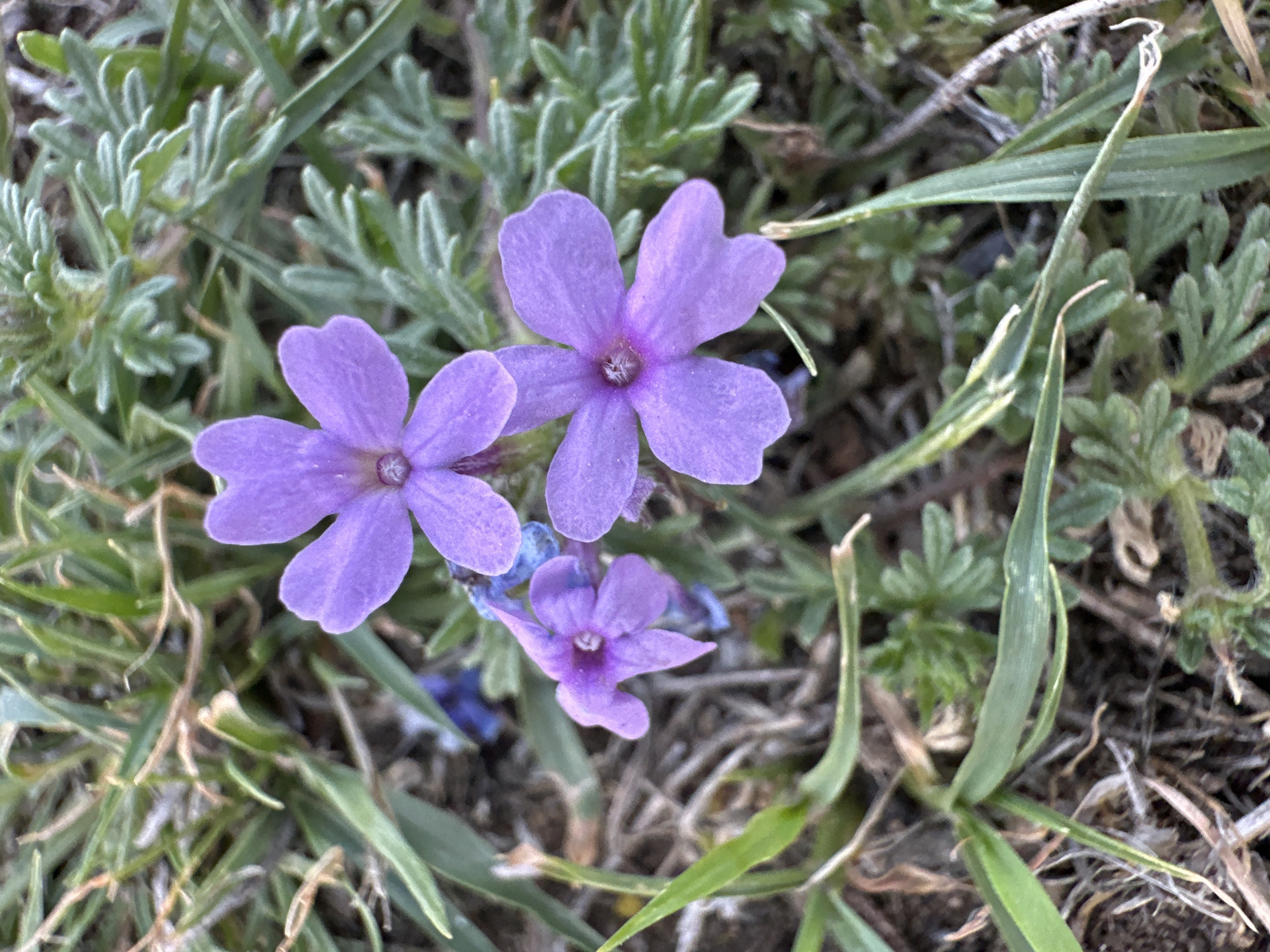 The image shows a close-up view of three purple flowers with four petals each, surrounded by a variety of green foliage. The ground beneath the plants appears to be a mixture of soil and dead grass. It is difficult to infer the location in the city of Puebla, Mexico from this image.
