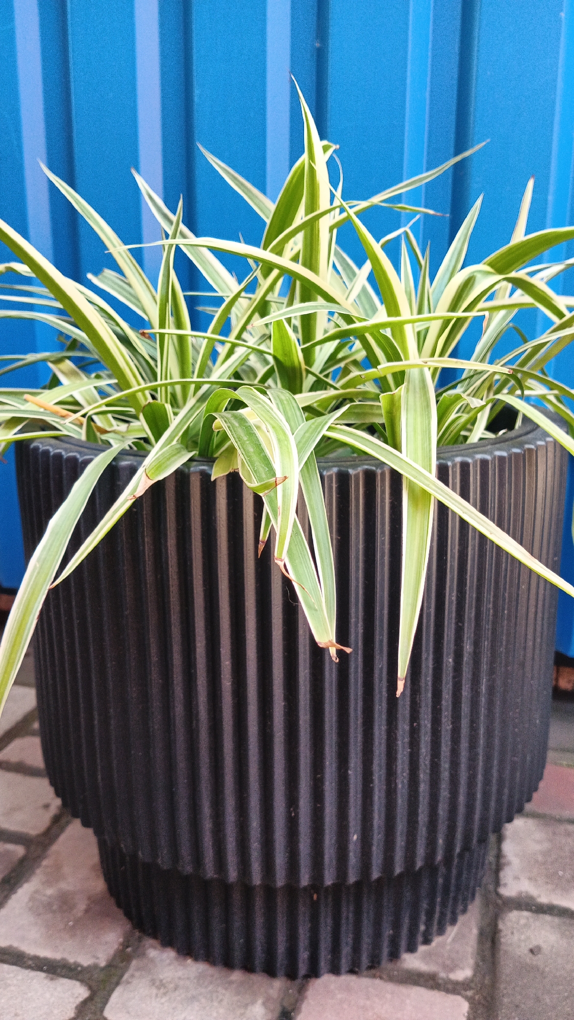 A close-up, eye-level shot shows a variegated spider plant (Chlorophytum comosum 'Variegatum') in a fluted black plastic planter. The plant has long, arching leaves with green centers and white edges, some of which have brown tips. The planter is ribbed vertically and sits on a paved surface made of rectangular bricks. In the background, a bright blue corrugated metal fence is visible. The scene appears to be outdoors. The location is specified as Kryvyi Rih, Ukraine.
