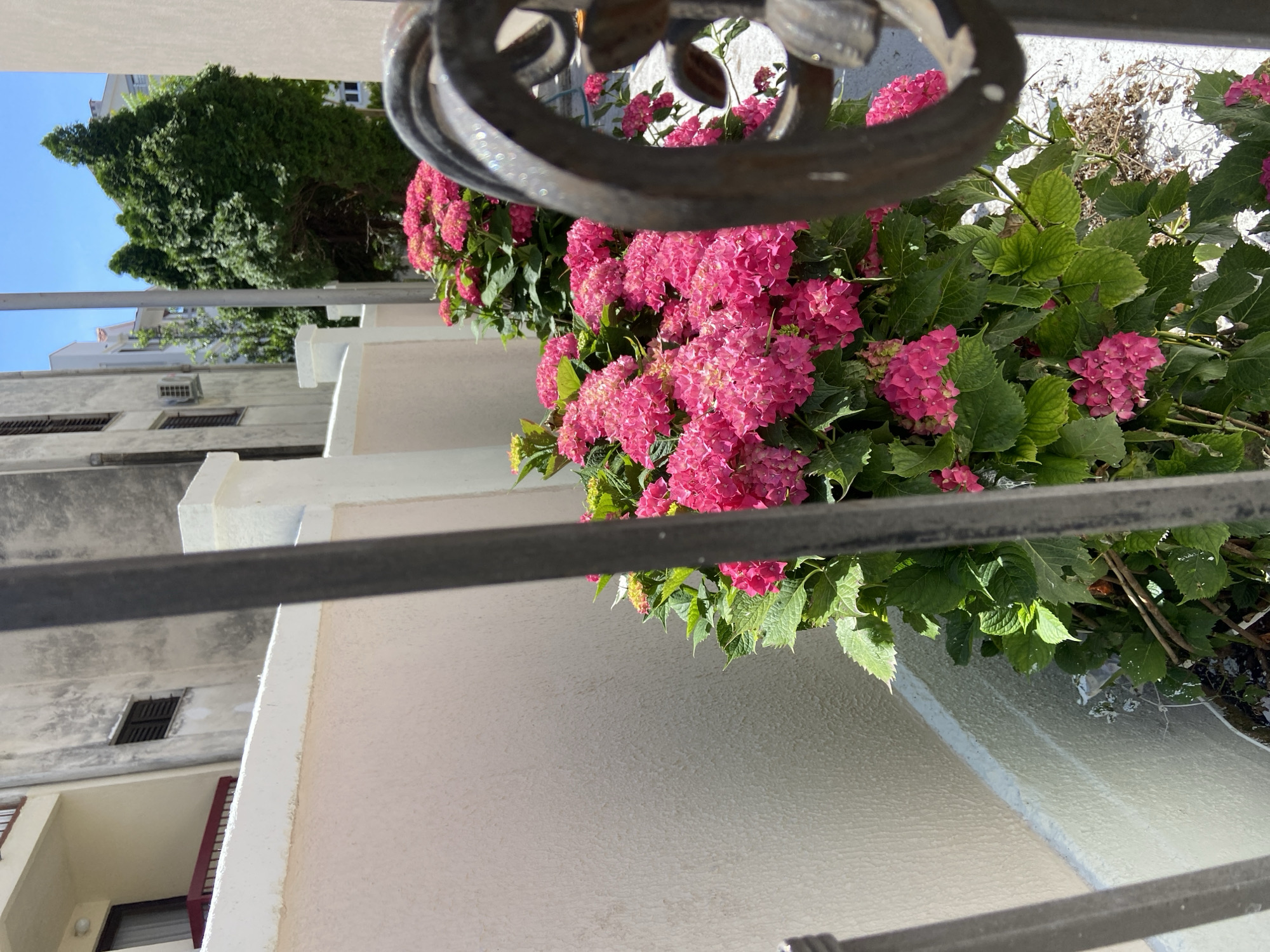 The image, possibly taken in Budva, Montenegro, depicts a close-up view of a pink hydrangea bush through a decorative iron fence. The bush is in full bloom with numerous clusters of pink flowers and green leaves. The fence obscures parts of the bush. The background features a multi-story building with white walls and windows, with a tall green tree visible in the upper left corner. The sky is blue and clear. The photograph is taken during daylight hours.