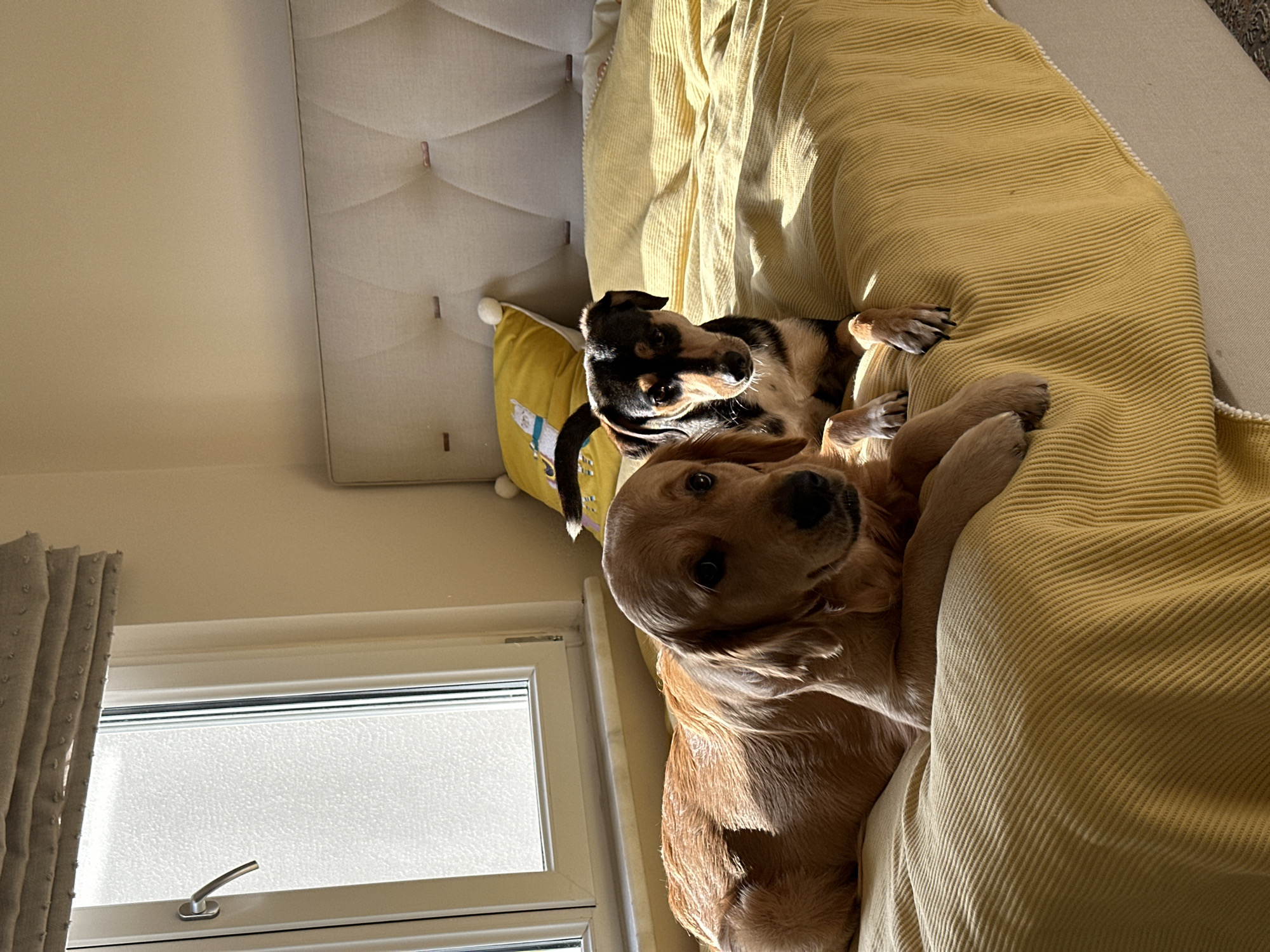 The image shows two dogs relaxing on a bed in a sunlit room, likely in Alanya, Turkey. A golden-colored dog is prominent in the foreground, lying on its side on a textured, light yellow blanket, looking directly at the camera with an engaging, gentle expression. Its fur is brightly illuminated by direct sunlight, casting distinct shadows. Behind it, a second dog, black and tan with characteristic markings above its eyes, is also resting on the bed, positioned to look towards the viewer.
The bed features a light-colored, padded headboard with horizontal tufting visible behind the dogs. A yellow cushion adorned with a cartoon animal character is partially visible near the black and tan dog. Bright sunlight streams into the room from a window located on the left side of the frame, indicating daytime, possibly morning or late afternoon. The window has a white frame, a silver handle, and textured or frosted glass. A light-colored curtain is partially visible on the far left. The overall scene conveys a warm, relaxed, and peaceful atmosphere. There is no visible text in the image.