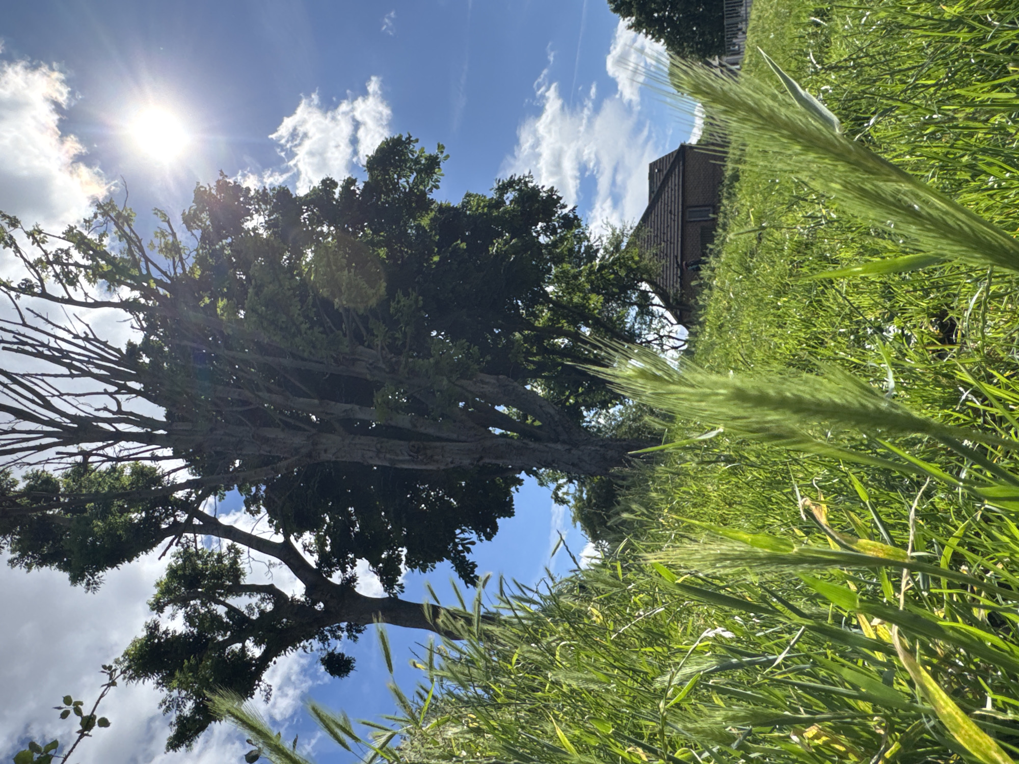 A low-angle shot captures a sun-drenched meadow with tall grasses in the foreground. The sun shines brightly in the upper right corner, casting lens flare onto the blue sky dotted with white clouds. In the mid-ground, a cluster of trees with lush green foliage stands against the sky. Further back, a small, brown, tile-roofed building with a dark window is nestled on a grassy slope. The scene appears to be a rural or park-like setting, bathed in natural light.