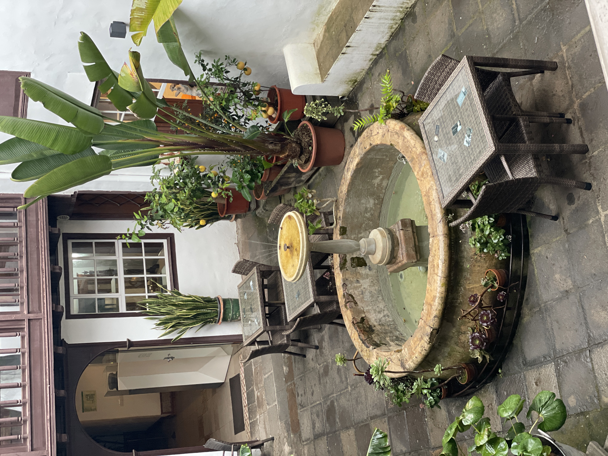 An overhead, slightly angled shot captures a tranquil outdoor courtyard in San Cristóbal De La Laguna, Spain, characterized by white stucco walls, dark wooden architectural elements, and a variety of potted plants.
At the center of the scene is a circular stone fountain with murky water, featuring a lighter-colored central pedestal supporting a yellow, dish-like top. Around the fountain, the ground is paved with dark grey square stones, appearing damp, possibly from recent rain or watering. Several potted plants, including succulents and other foliage, are arranged at the base of the fountain.
To the left of the fountain, a large Strelitzia plant with prominent banana-like leaves dominates the foreground, planted in a brown pot. Beside it are several potted lemon trees, bearing bright yellow fruit. Further along the left wall, a snake plant is visible in a pot mounted below a white-paned window with dark brown framing. Through this window and another adjacent opening, an interior space with a reflection of a light-colored cat or small animal can be seen peering out.
Various outdoor furniture pieces, made of dark brown woven synthetic rattan, are scattered around the courtyard. Two tables are prominently featured; one directly to the right of the fountain has small, indecipherable cards or coasters on its glass top. Matching chairs are placed around these tables, some stacked.
The overall atmosphere suggests a peaceful, inviting outdoor space, typical of a patio or a small square, with no discernible human activity occurring. The lighting appears soft and indirect, indicating an overcast day or shaded area, with no harsh shadows. No legible text is visible in the image.