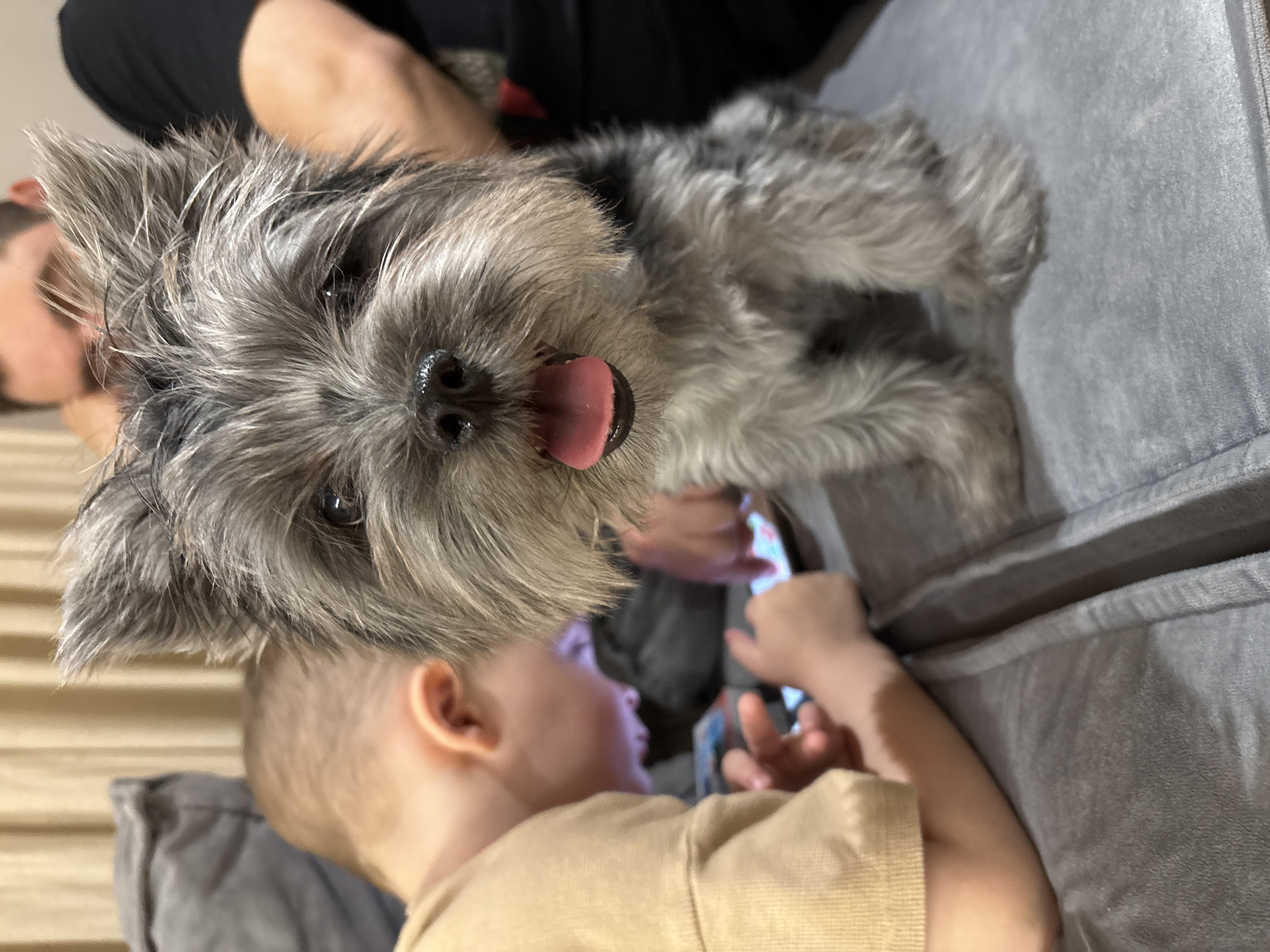 A close-up, angled shot depicts a gray and black terrier-type dog with its tongue visible, positioned above a young child who is lying down and looking at a mobile phone. The scene takes place on a gray, plush couch. An adult arm is visible in the background, and it appears that the child is interacting with the mobile phone. The location is Chaikovsky, Russia.