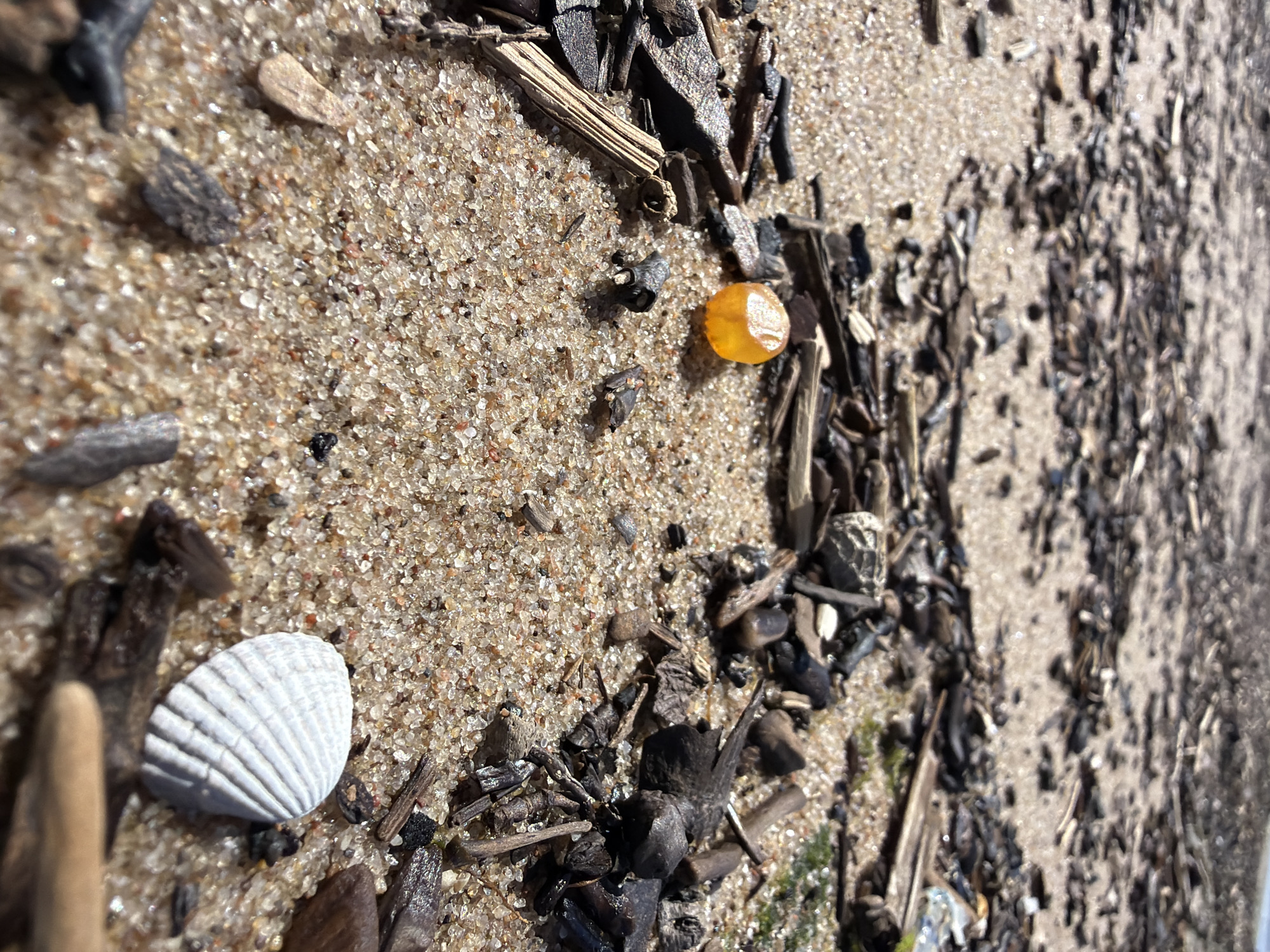 The image shows a close-up view of a sandy beach in Bātciems, Latvia, littered with driftwood, shells, and other debris. A small, translucent orange object, possibly amber, is visible in the center of the frame, surrounded by sand and small pieces of wood. A white seashell with distinct ridges lies to the right, also amidst the detritus. The background is blurred, suggesting a shallow depth of field, and consists of more sand and scattered natural materials, indicating a natural coastal environment. There are no people or animals depicted in the scene, and no discernible actions or interactions are taking place. The lighting suggests it is daytime, with sunlight casting shadows and highlighting the textures of the sand and objects.