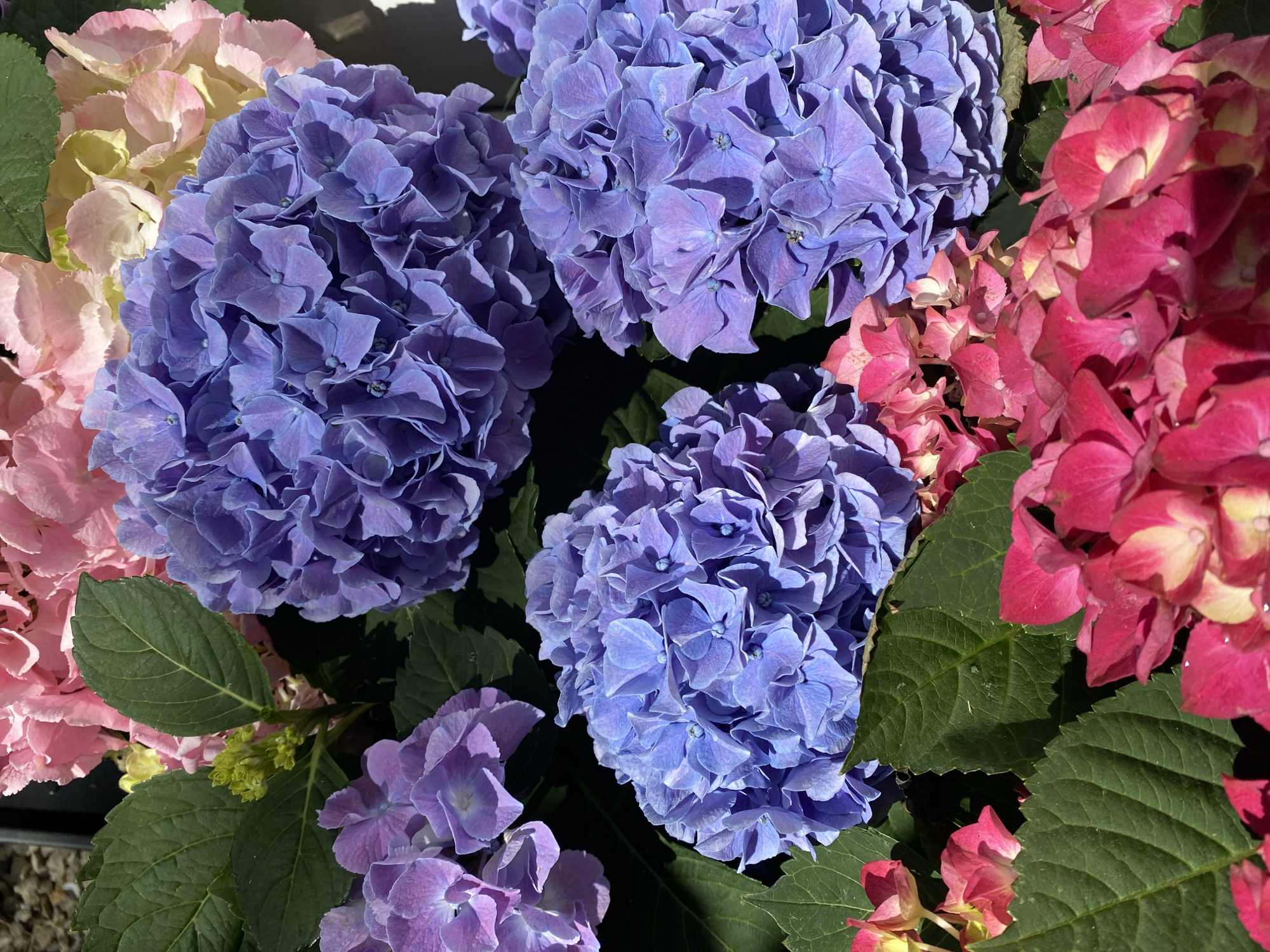The image shows a close-up view of a vibrant display of hydrangeas, featuring a mix of purple, pink, and some lighter-colored blooms. The flowers are clustered together, with lush green leaves interspersed throughout. The lighting suggests it is daytime, with sunlight casting subtle shadows and highlighting the intricate details of the petals. There are no people or animals visible in the image, and no specific environmental context beyond the flowers and foliage. It is a still, naturalistic composition of blooming hydrangeas. No information about the location in the city of Bad Sachsa, Germany is present in the image.