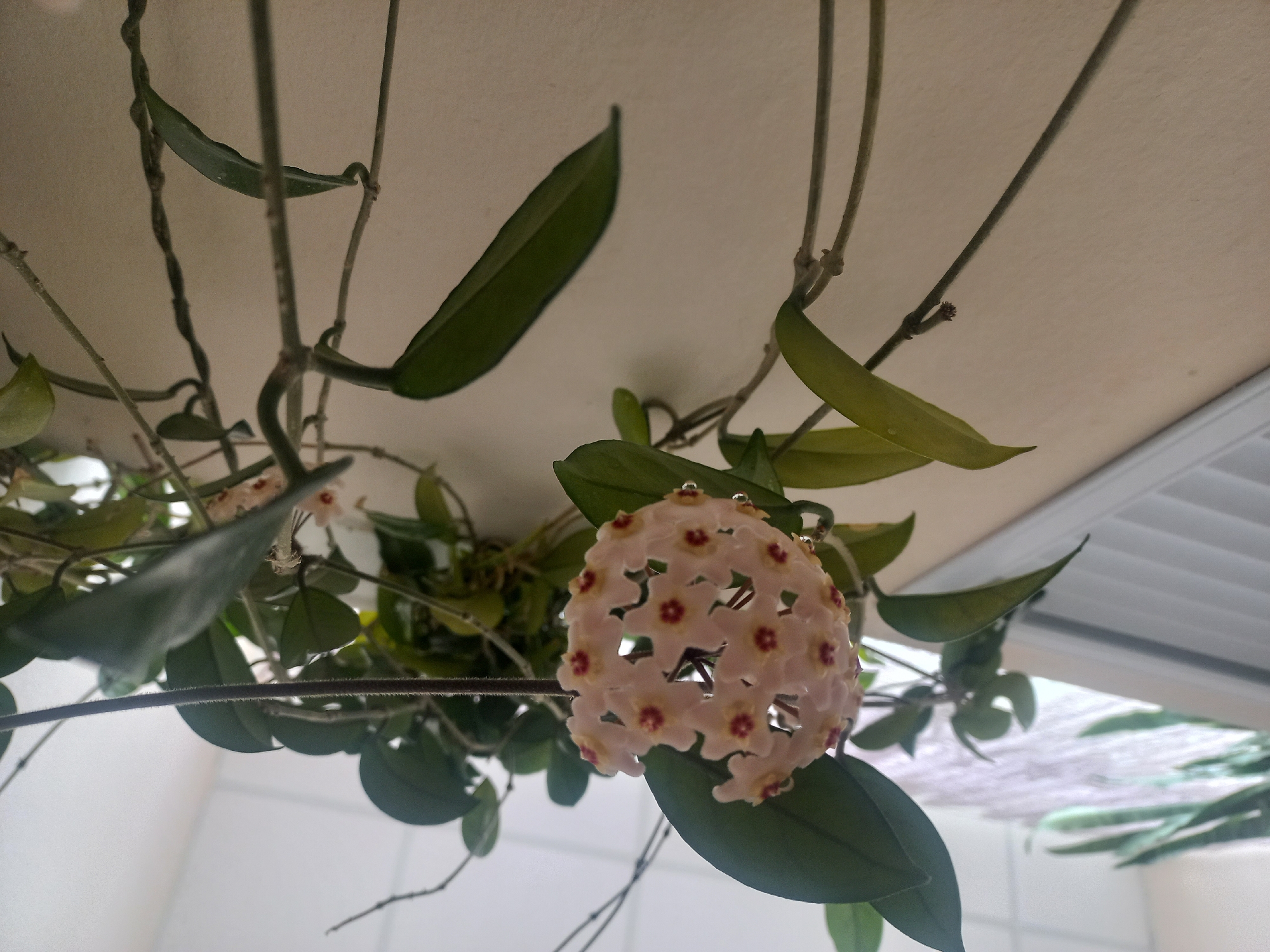 The image shows a close-up of a Hoya flower cluster, also known as a wax plant, hanging from a vine. The cluster is spherical and composed of numerous small, star-shaped flowers that are pale pink with red centers. The flowers have a waxy appearance, and some have small droplets of water on their petals. The vine itself has dark green, waxy leaves that are oval-shaped. The plant is positioned against a neutral, light-colored wall, and its tendrils are seen reaching upwards and across the frame. The background is softly blurred, suggesting it is an indoor setting, possibly near a window, given the lighting. There is no indication of the city of Revda, Russia, or any other geographical location.