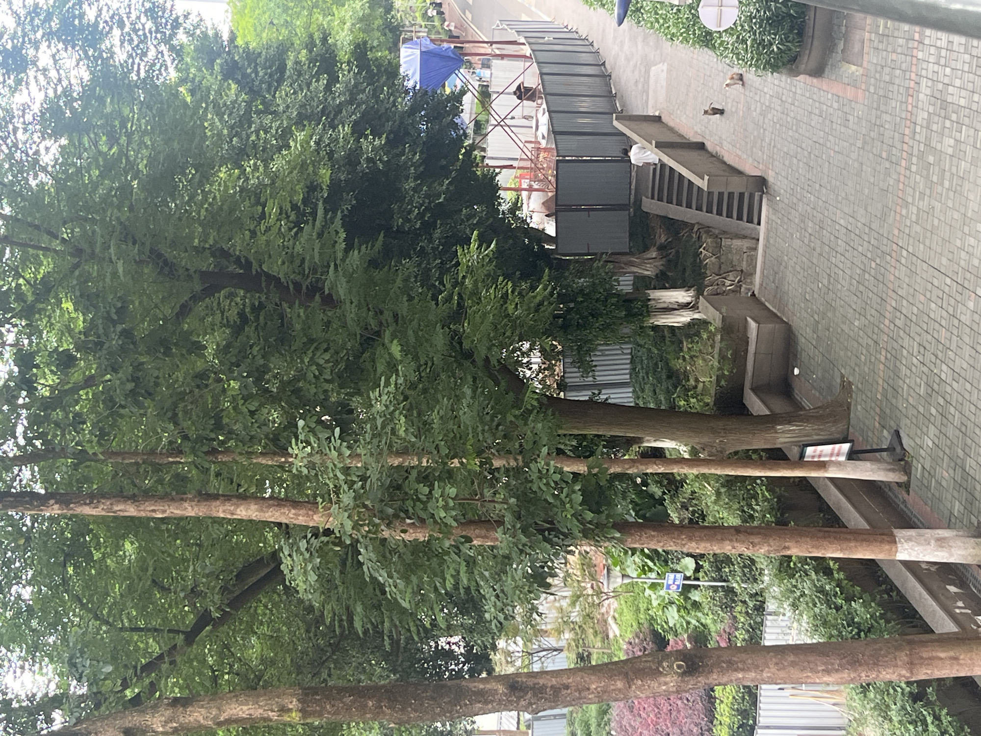 This image captures an urban green space, likely a park or landscaped area, in Yuzhong District, China. The scene is dominated by several large trees with thick, rough trunks and dense green canopies that filter the daylight.
A paved pathway, constructed from grey and reddish-brown rectangular tiles, winds through the middle ground. On this path, two cats are visible: one light-colored, possibly ginger or calico, and another darker brown.
In the mid-ground, a curved temporary fence made of grey metal panels encloses an area. Behind this fence, red metal scaffolding-like structures are present, along with a blue tarp or canopy, suggesting ongoing construction or an event setup. A person wearing a white shirt can be vaguely seen behind the fence.
To the right of the fenced area, a set of concrete stairs descends from the paved path. Another person, also wearing a white top, is seated or standing near the base of these stairs, with their back to the camera. Adjacent to the path are concrete planters or low walls.
Notable details include a small blue sign with white lettering on a pole among the trees (text unreadable), and another small white sign with red markings attached to a tree trunk (text unreadable). The overall lighting suggests it is daytime, possibly overcast, given the soft, diffuse light and lack of harsh shadows. The atmosphere appears calm and routine.